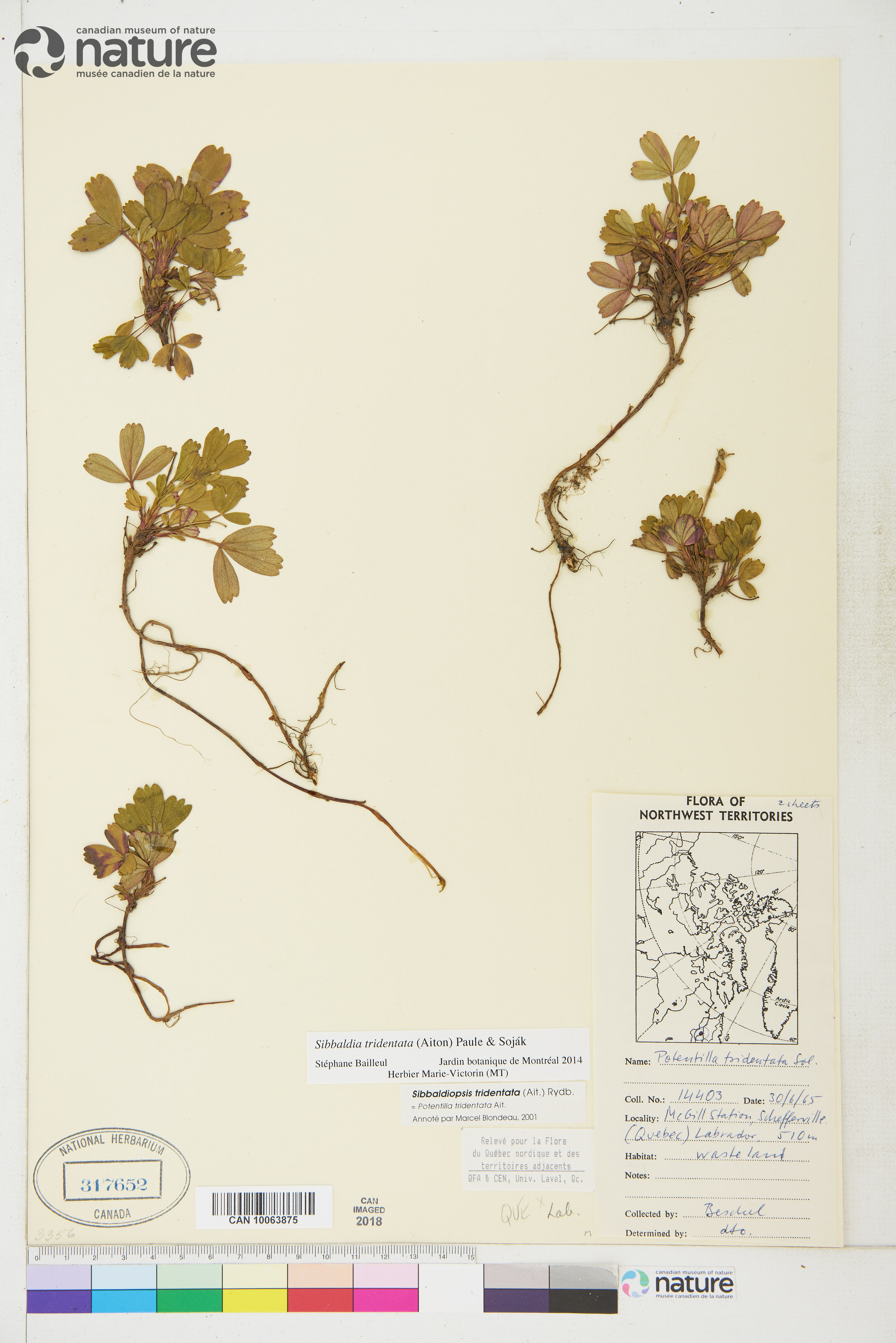 Sibbaldia tridentata image