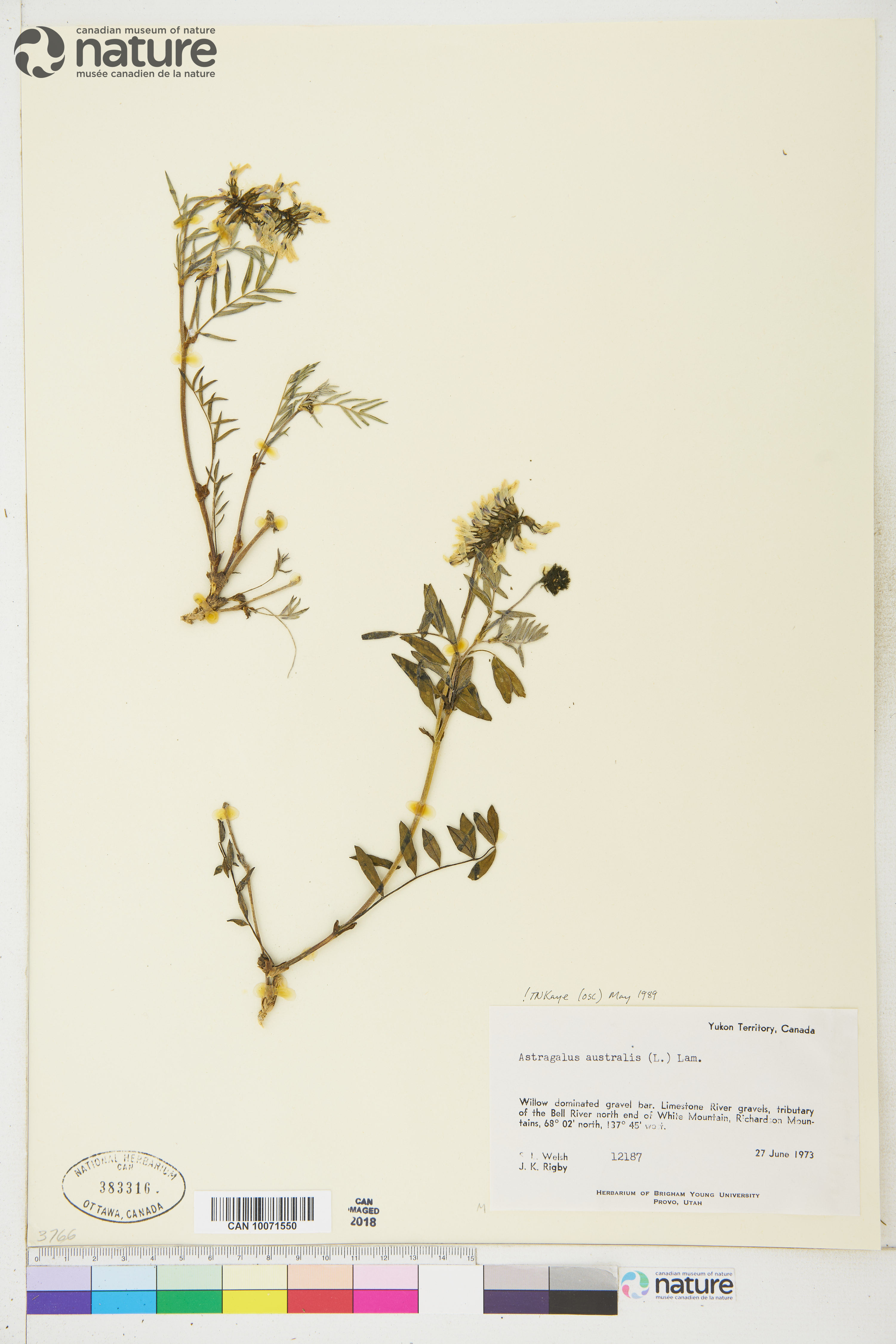 Astragalus australis image
