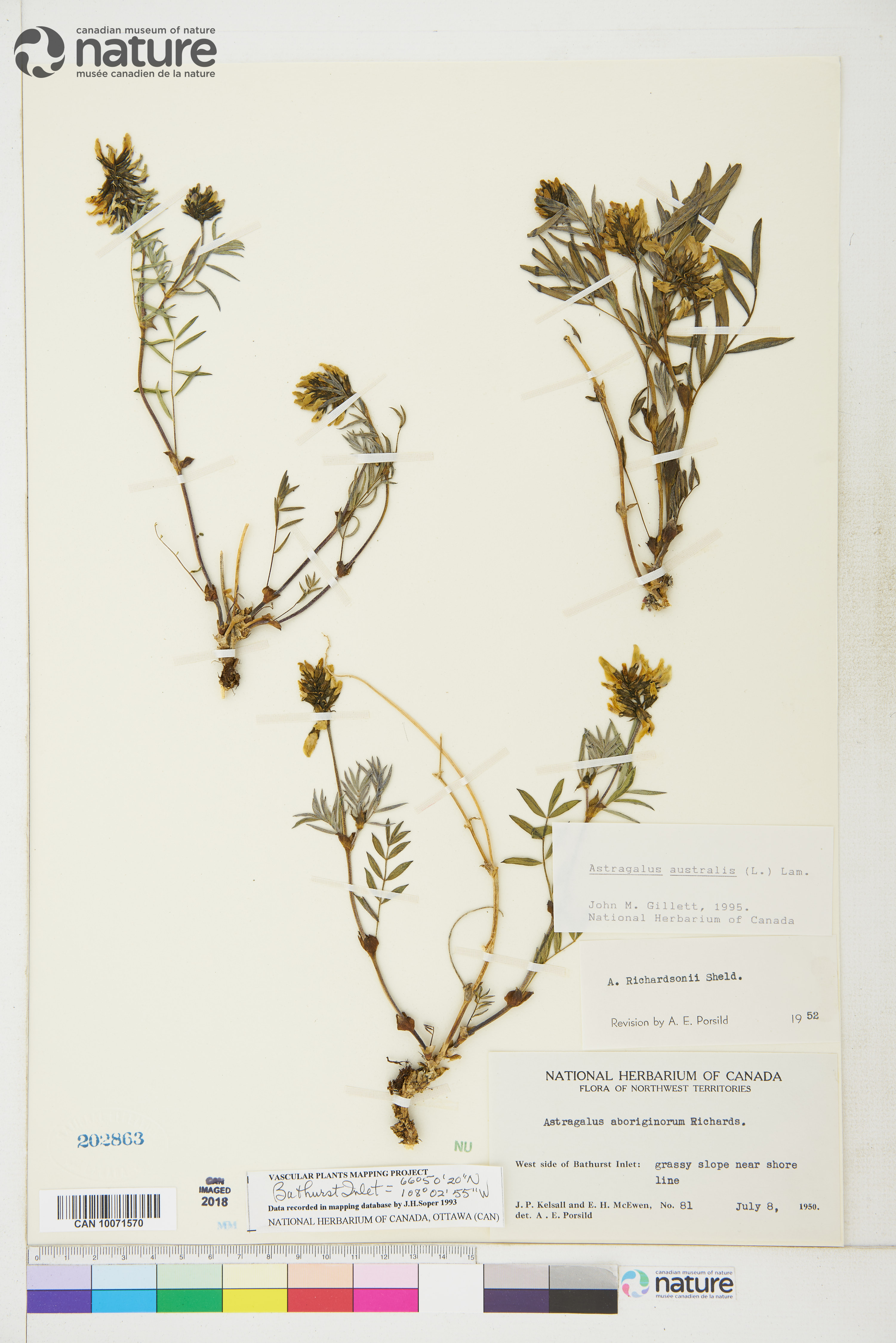 Astragalus australis image