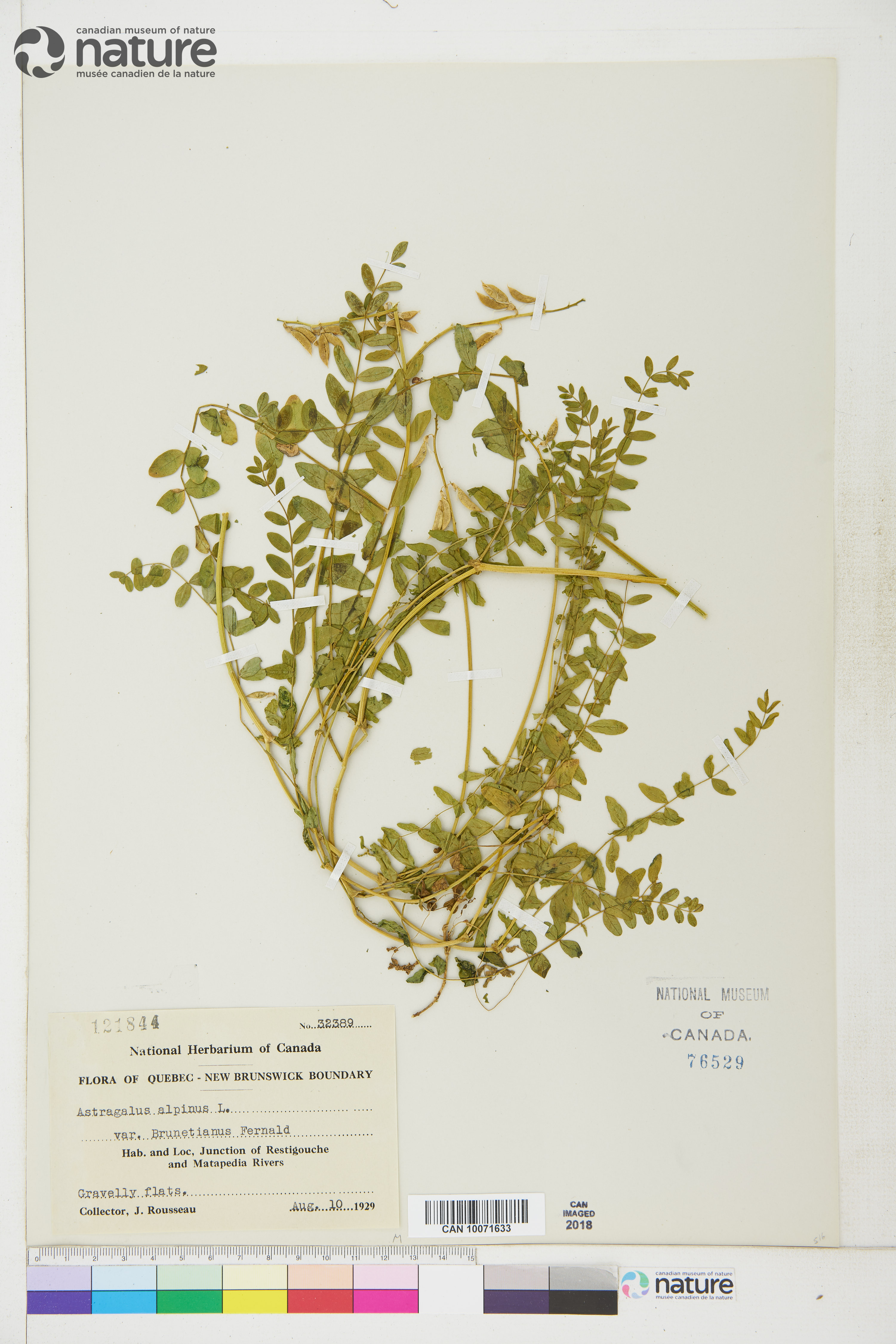 Astragalus alpinus var. brunetianus image