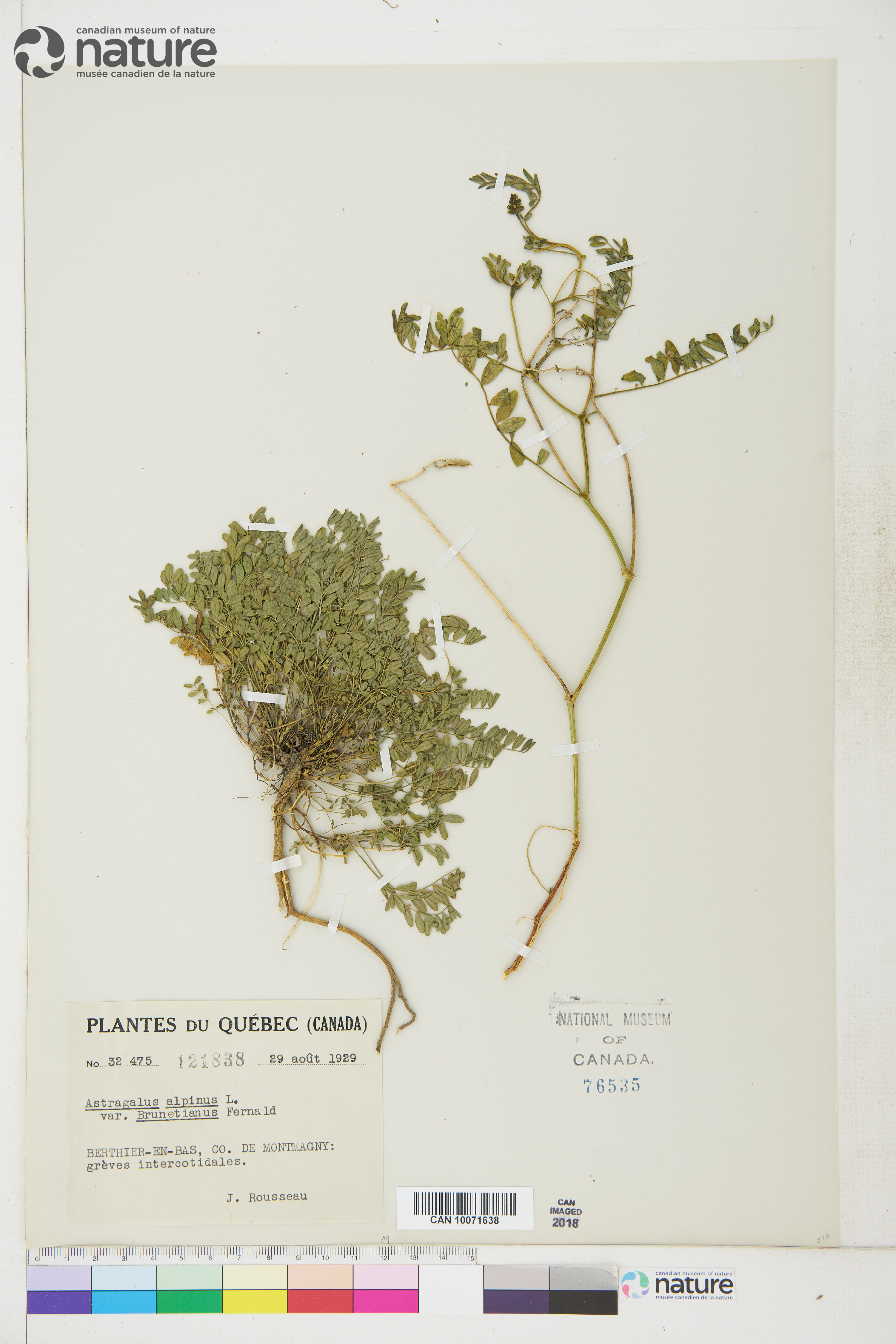 Astragalus alpinus var. brunetianus image