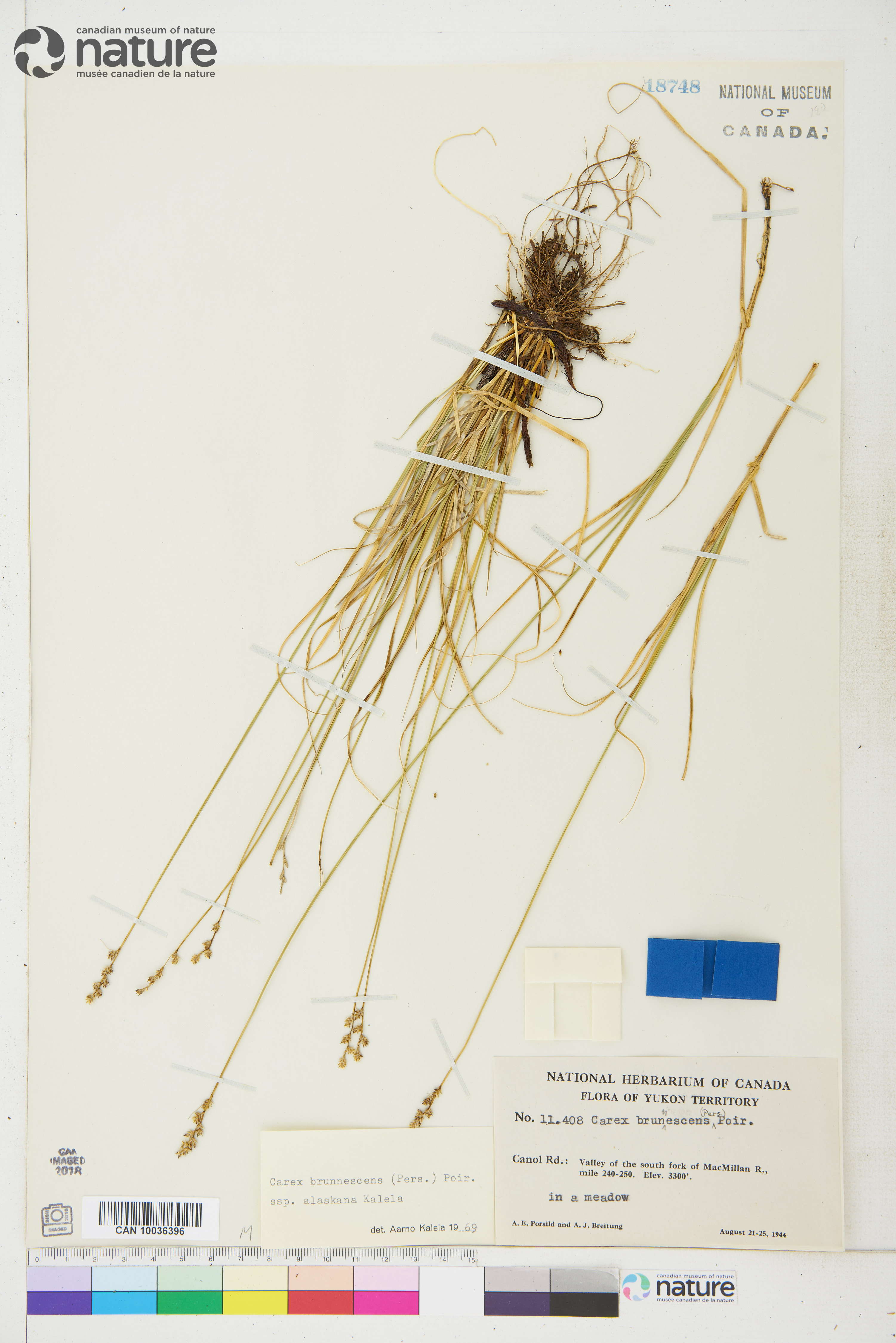Carex brunnescens subsp. alaskana image