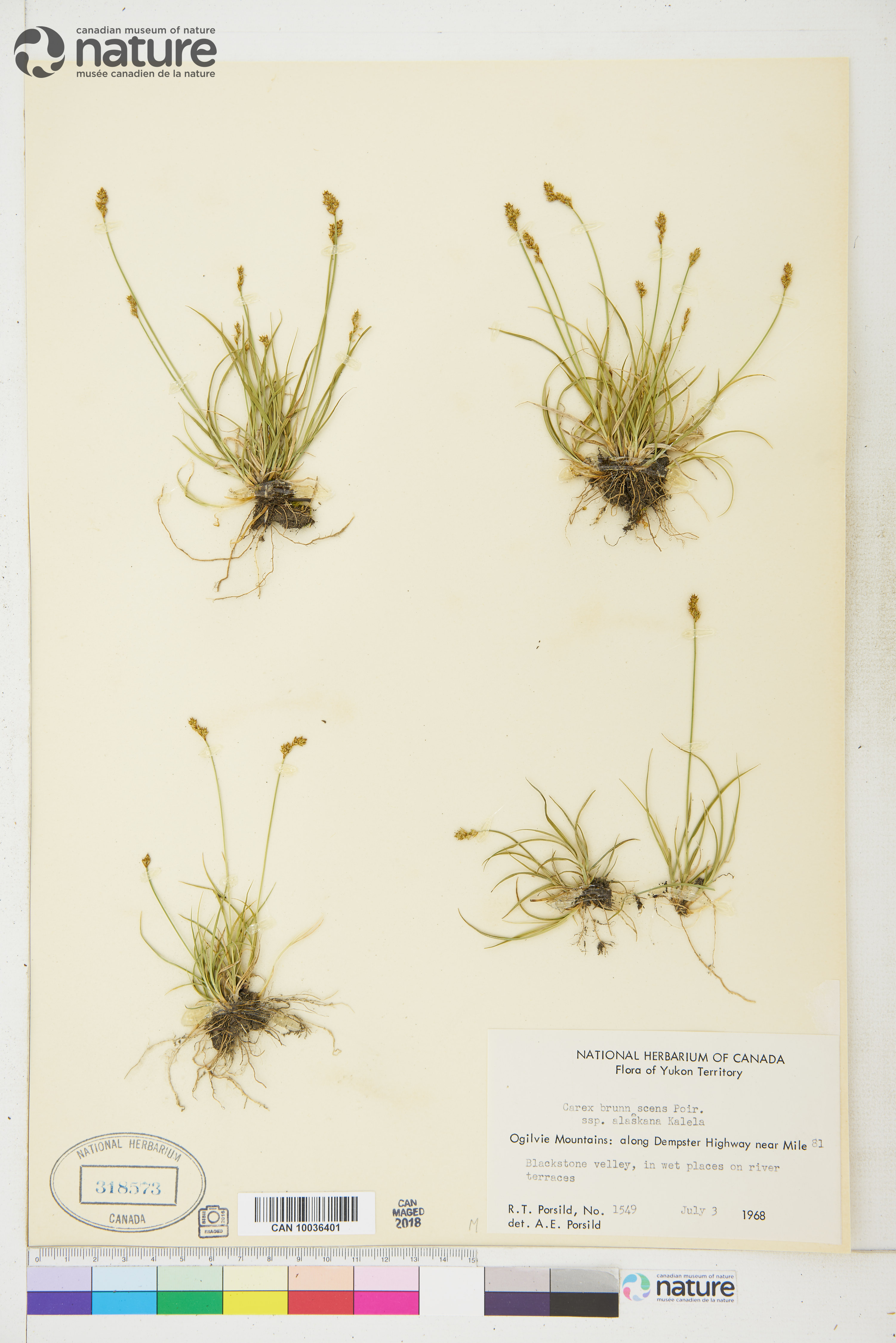 Carex brunnescens subsp. alaskana image