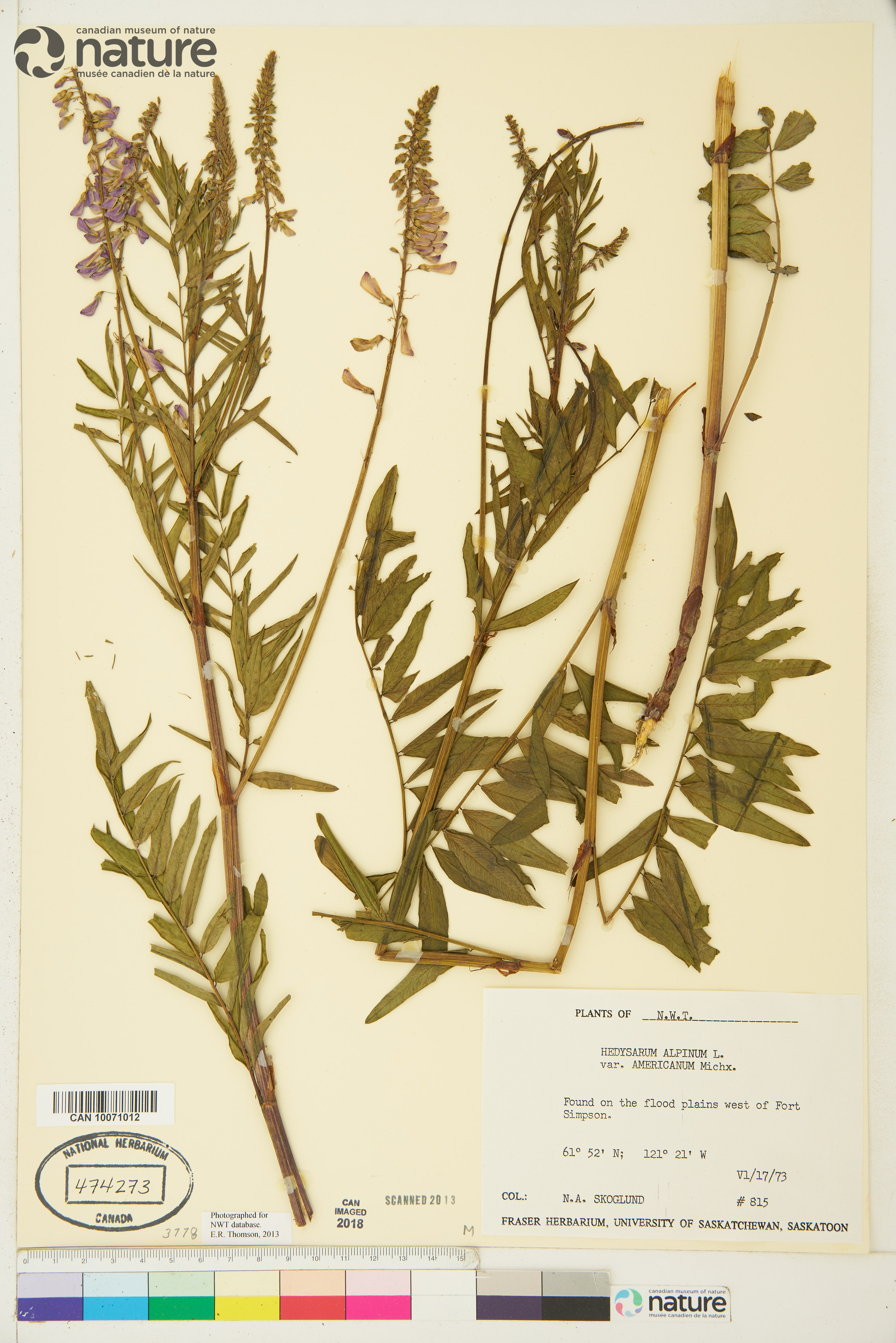 Hedysarum americanum image