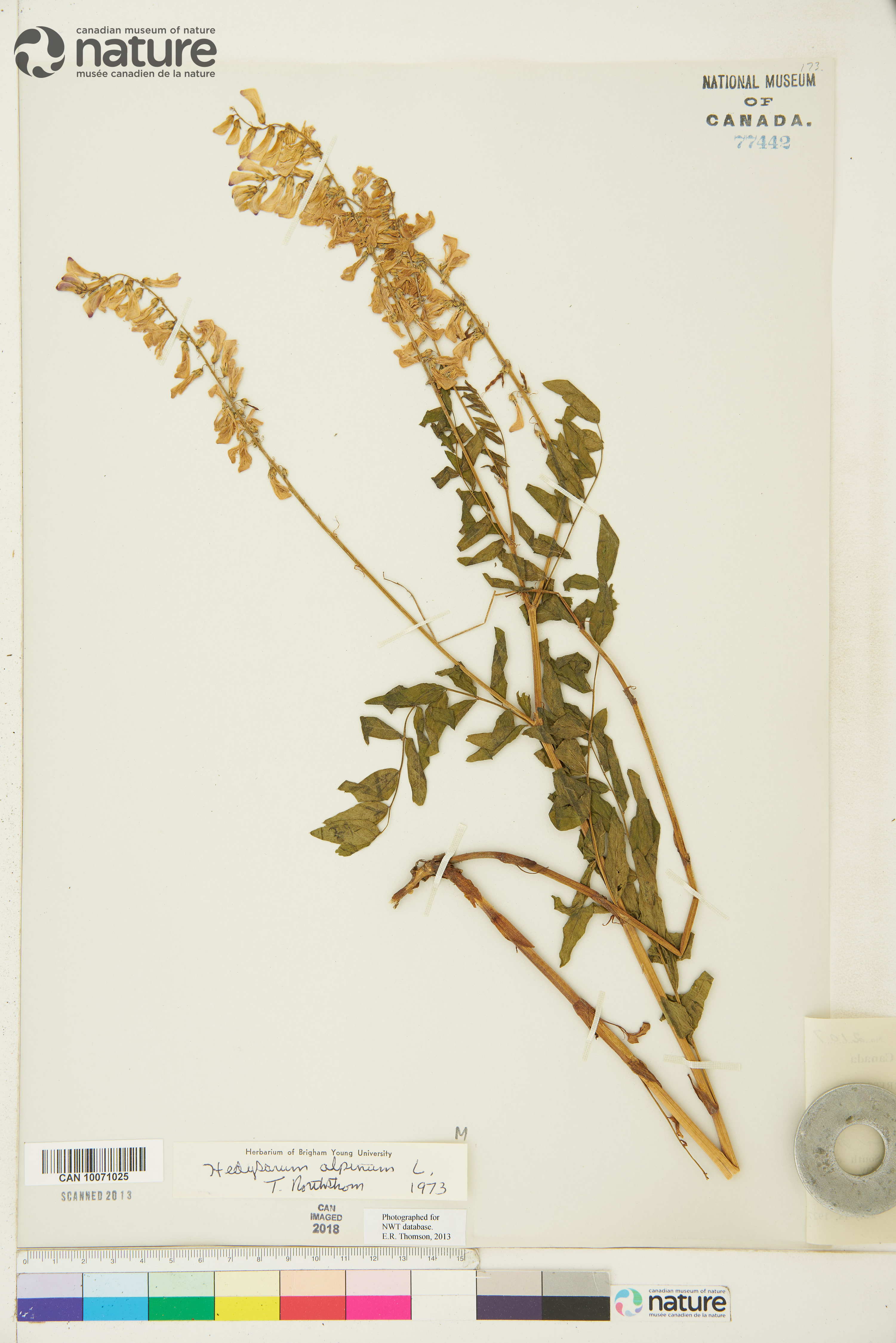 Hedysarum americanum image