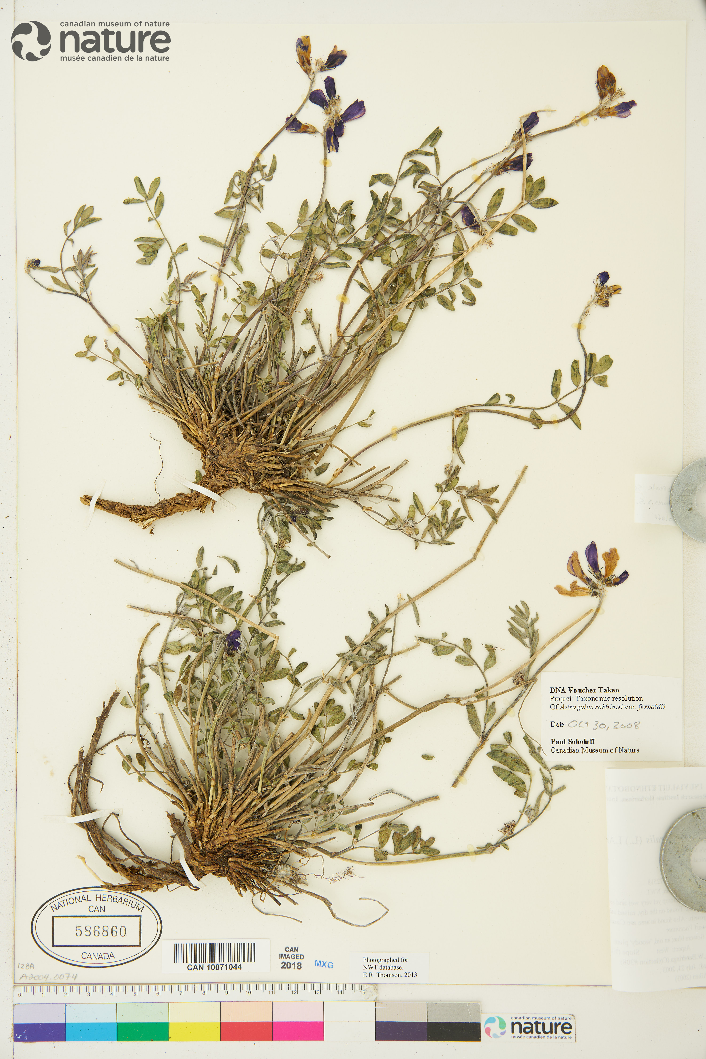Hedysarum boreale subsp. mackenziei image