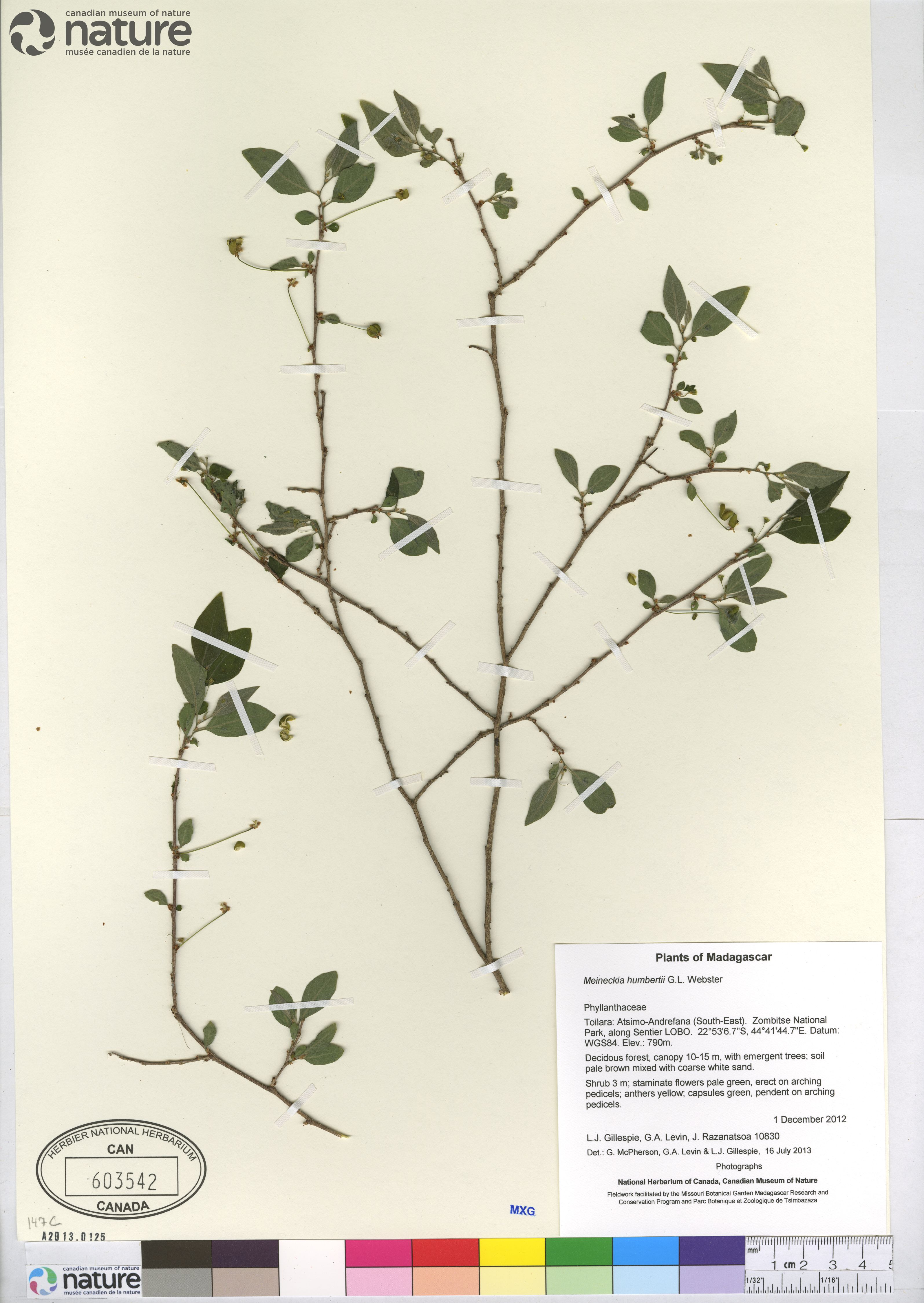 Meineckia pubiflora image