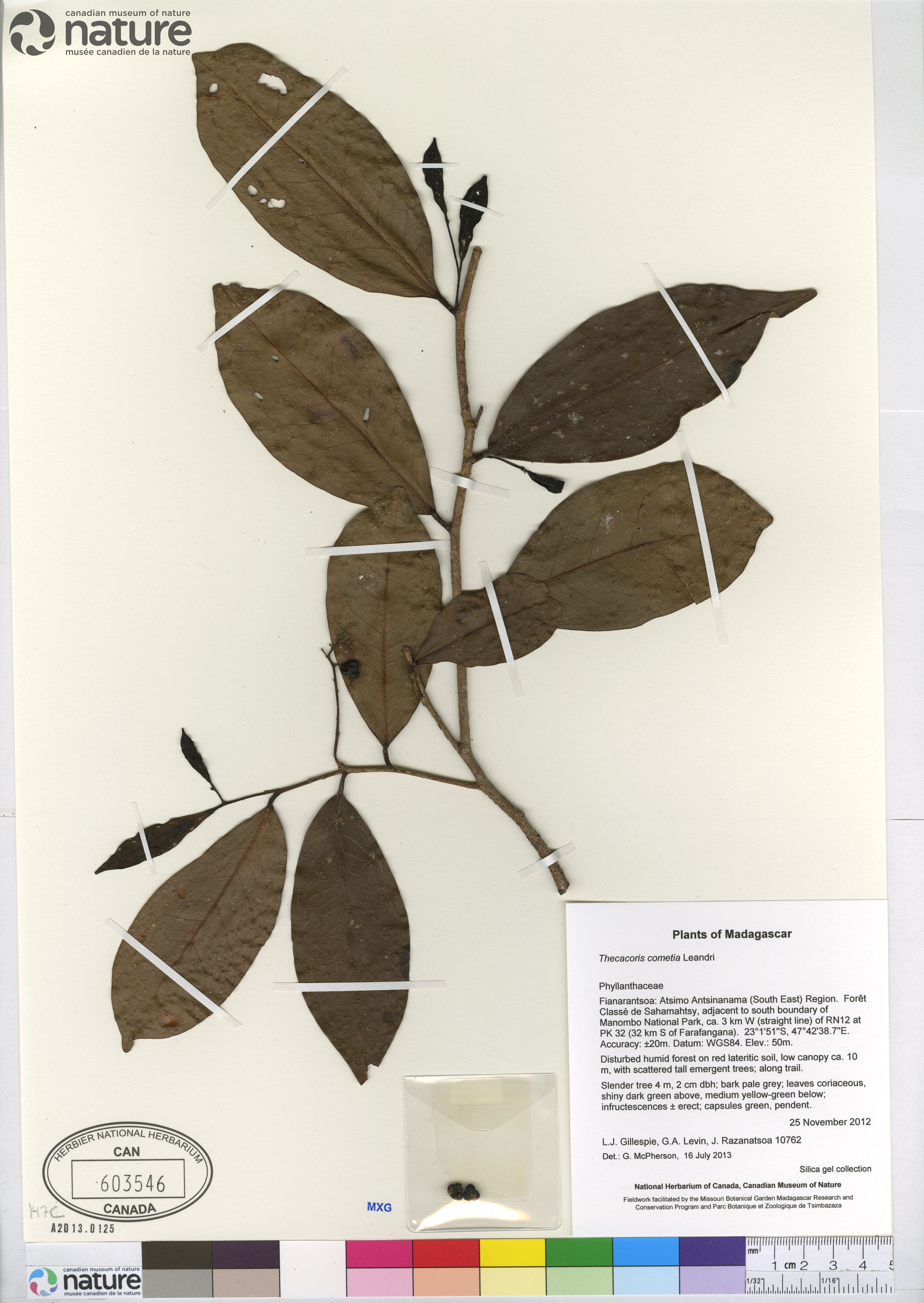 Thecacoris cometia image