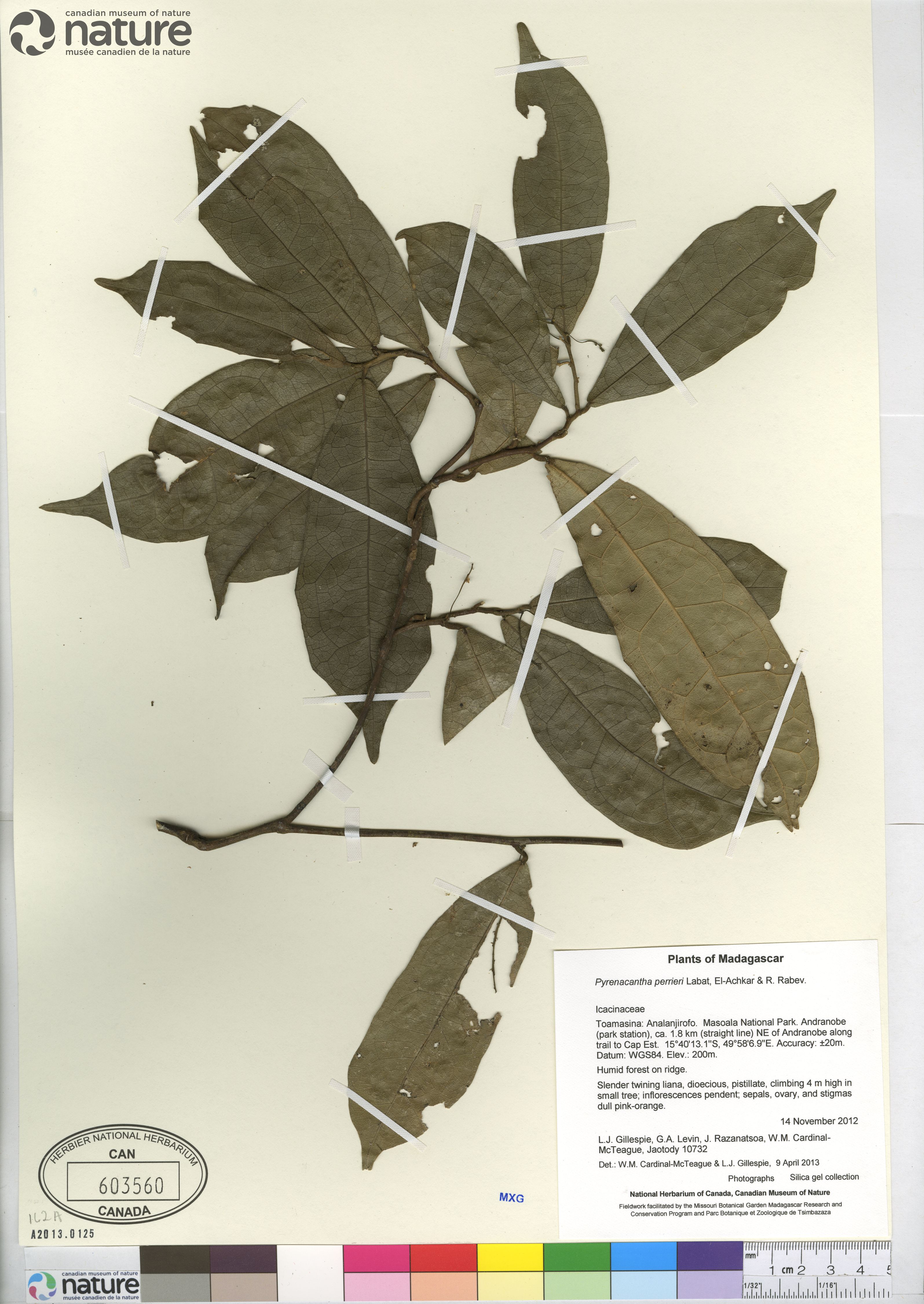 Pyrenacantha perrieri image