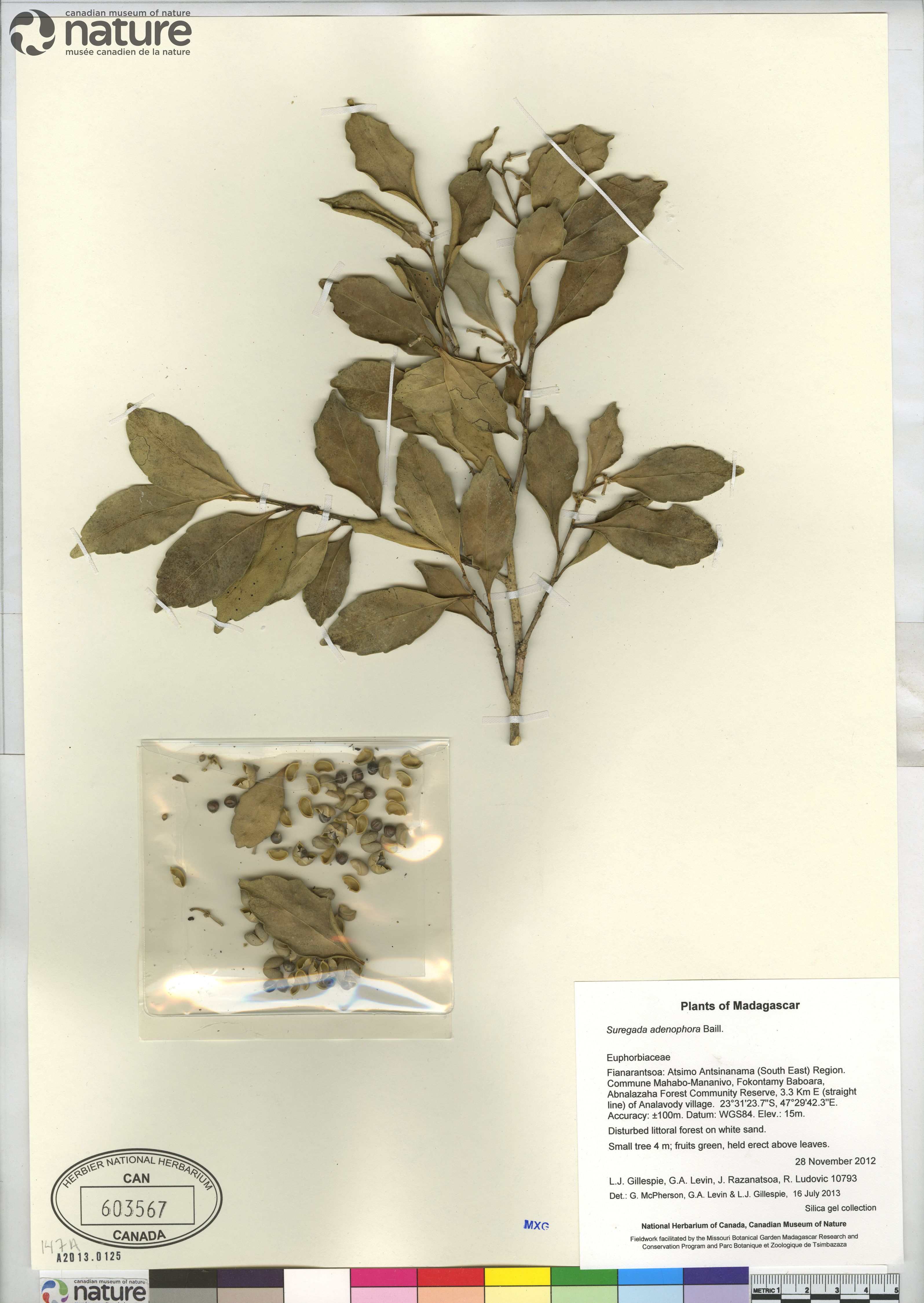 Suregada adenophora image