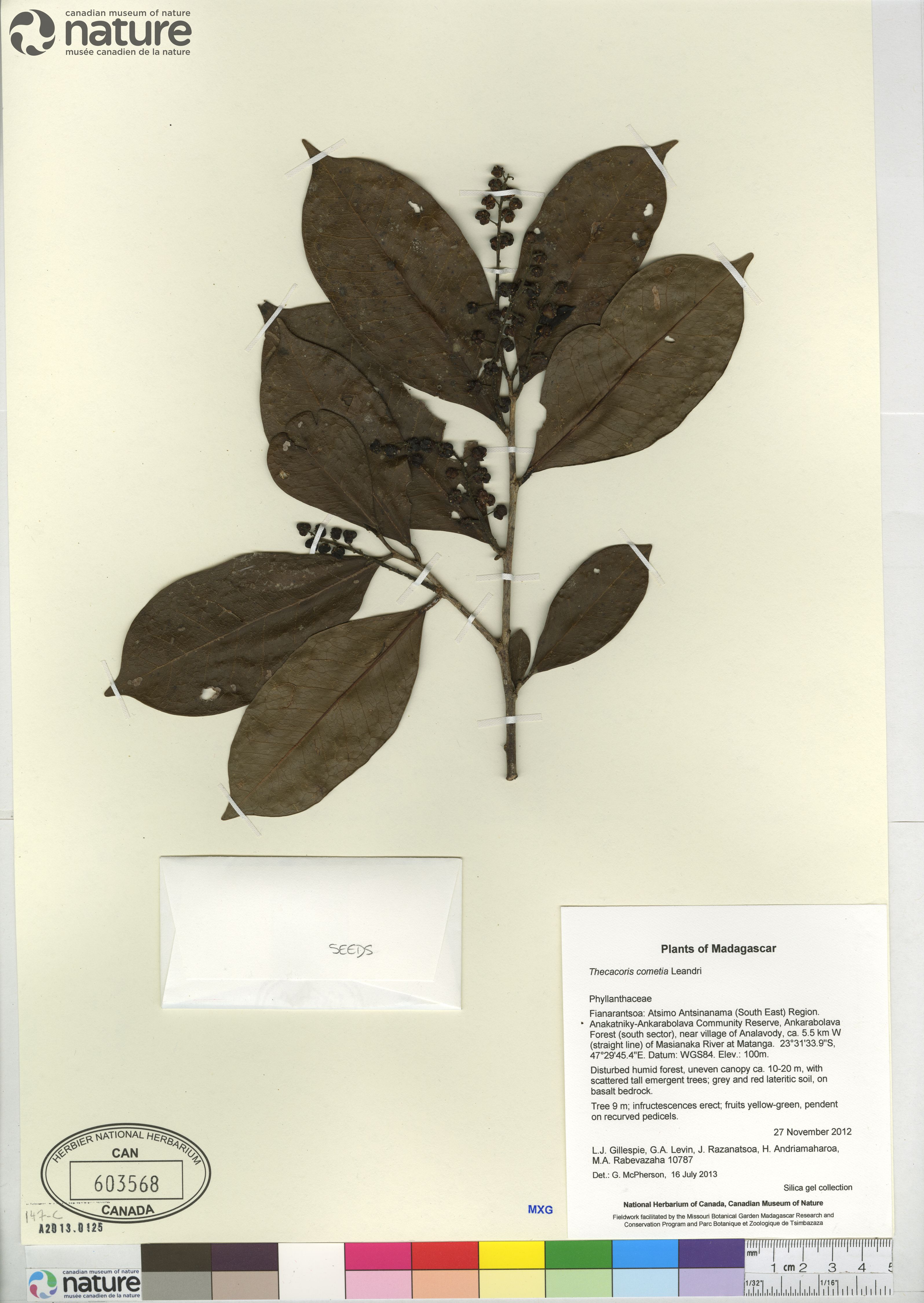 Thecacoris image