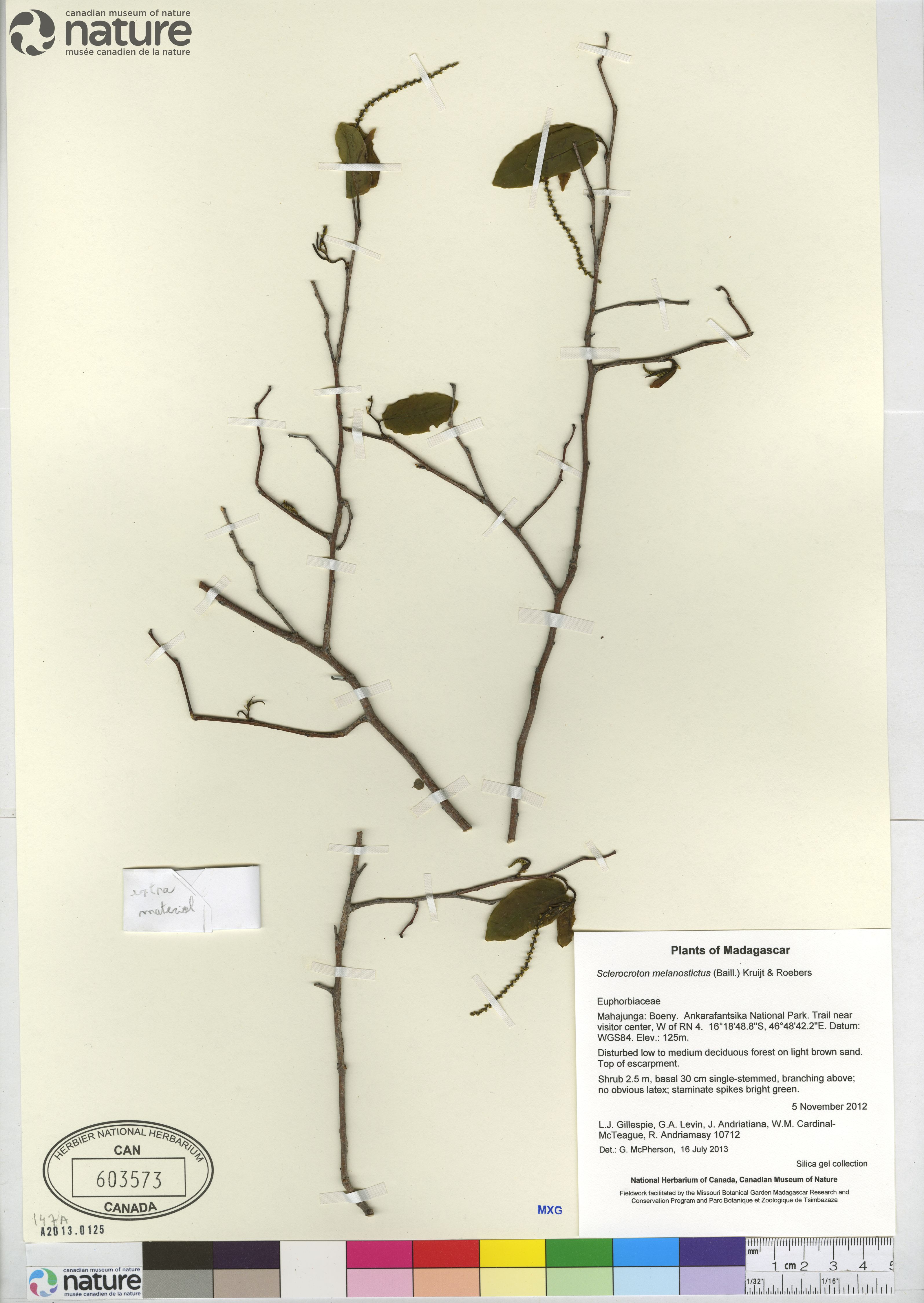 Sclerocroton melanostictus image