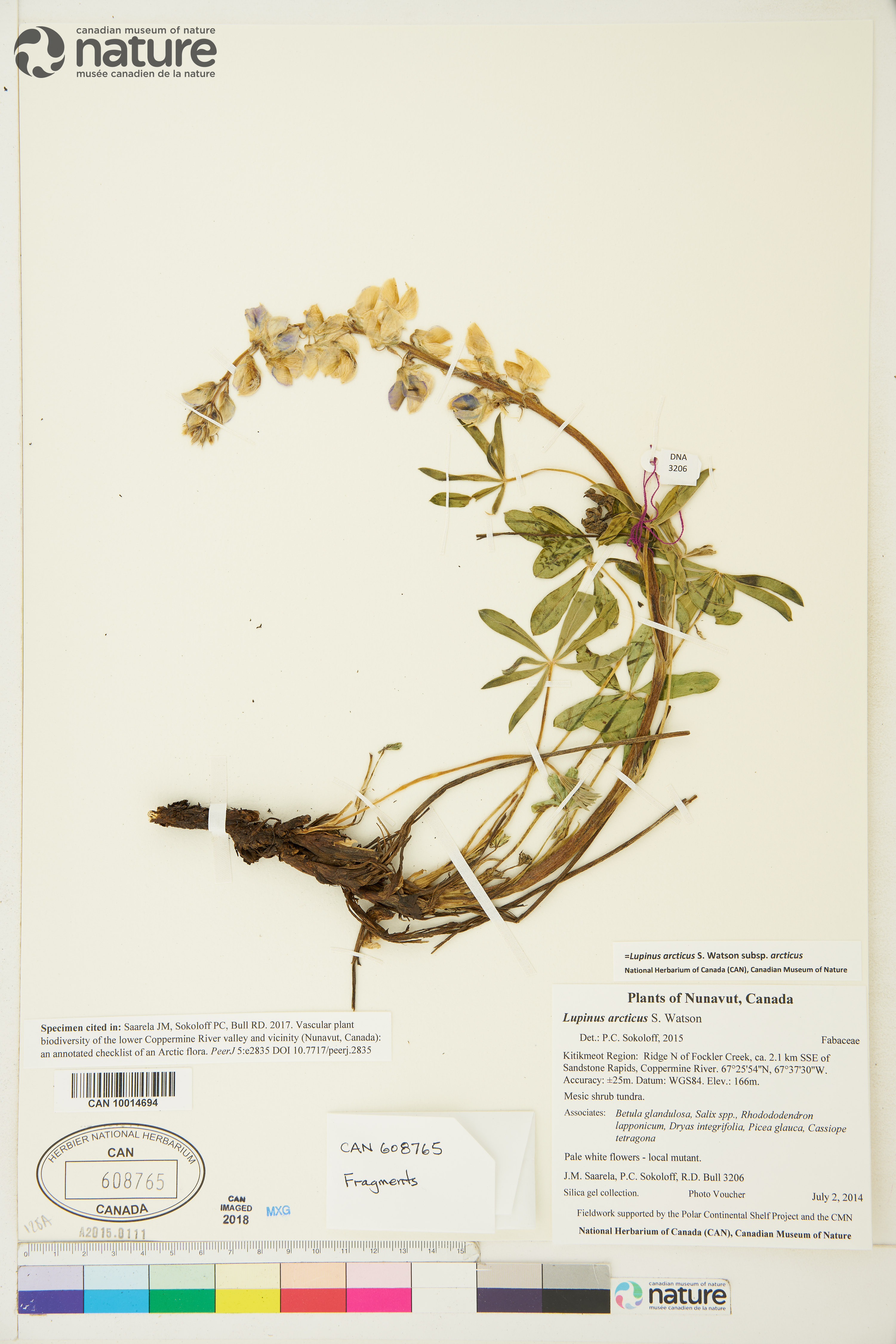 Lupinus arcticus subsp. arcticus image