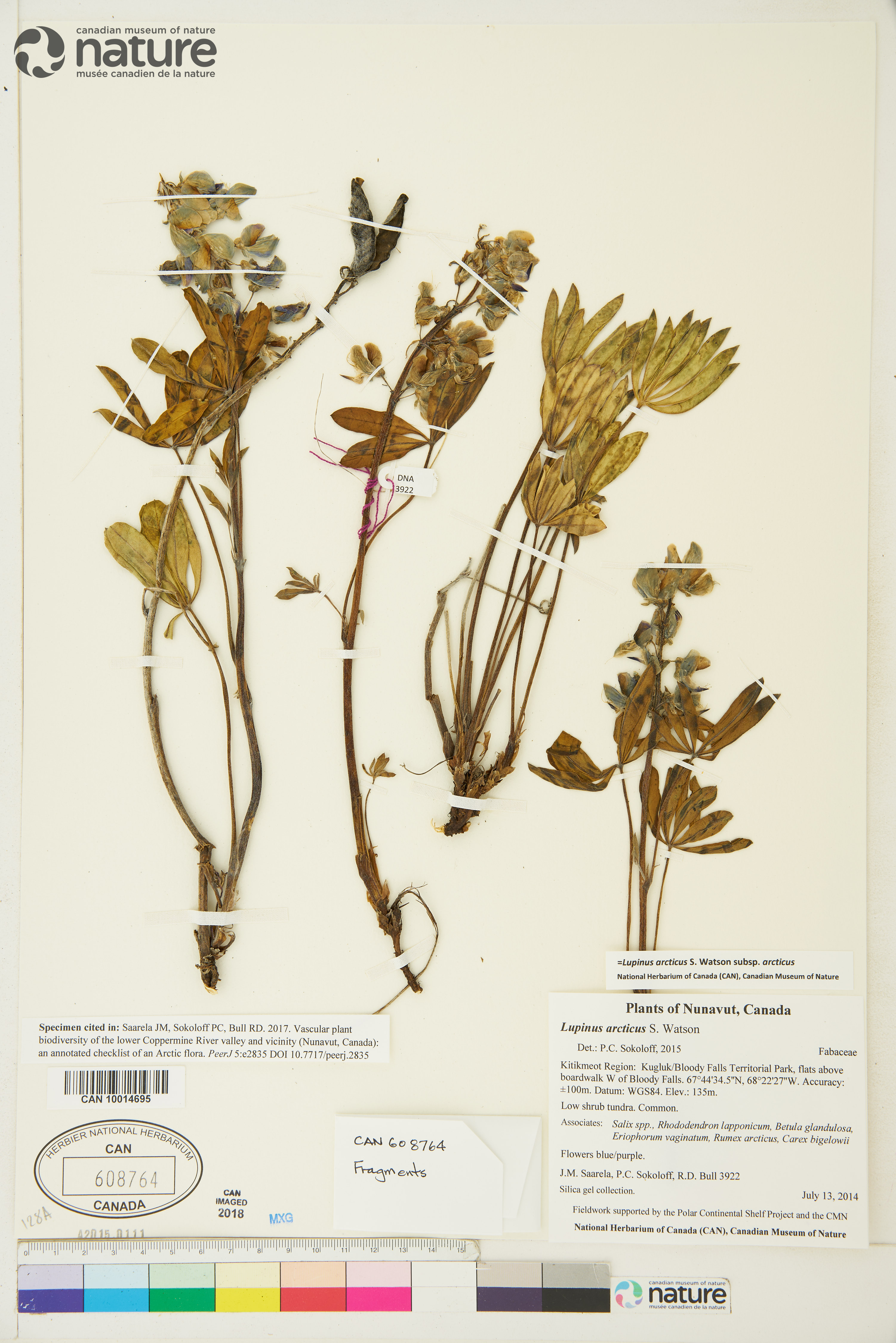 Lupinus arcticus subsp. arcticus image