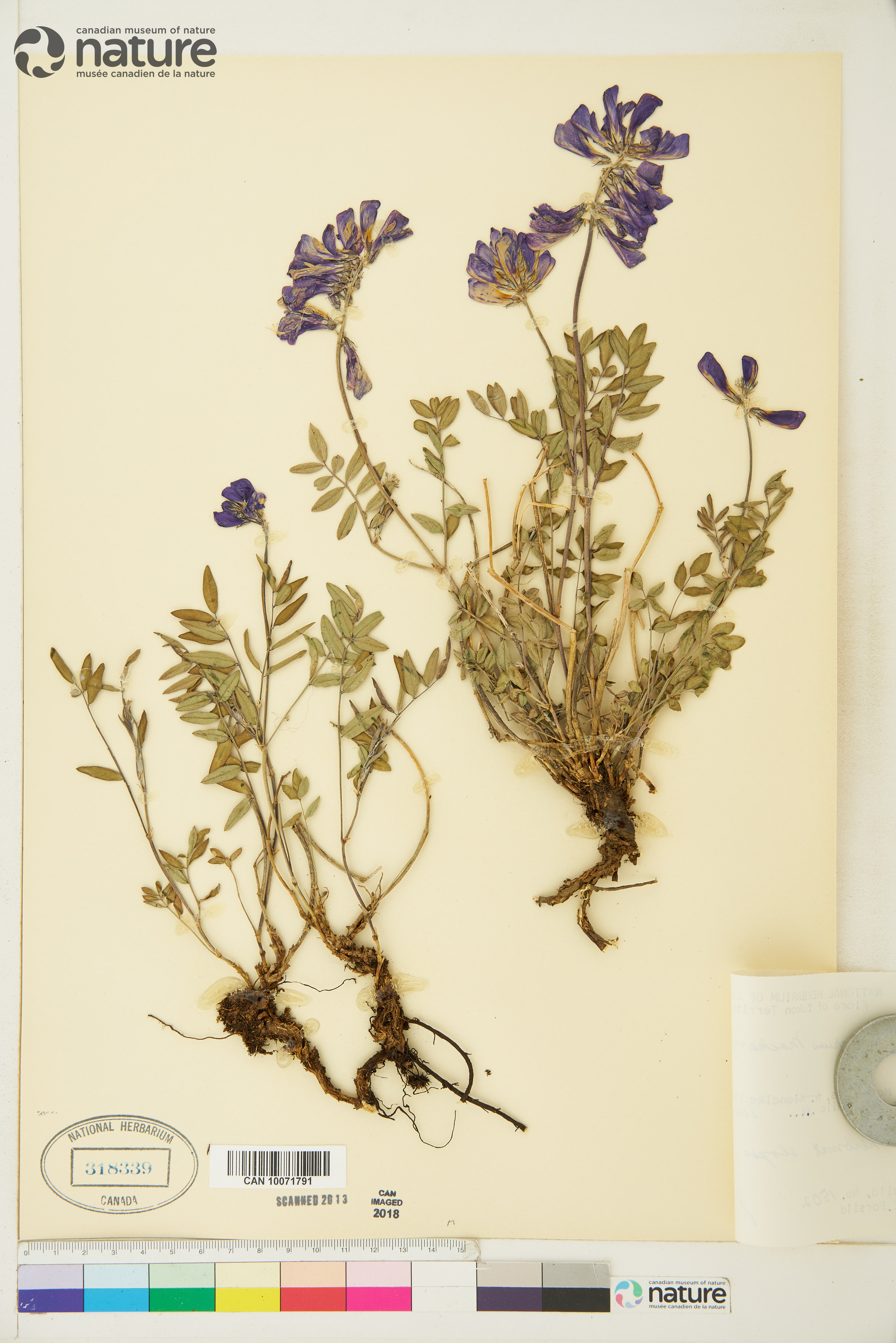 Hedysarum boreale subsp. mackenziei image