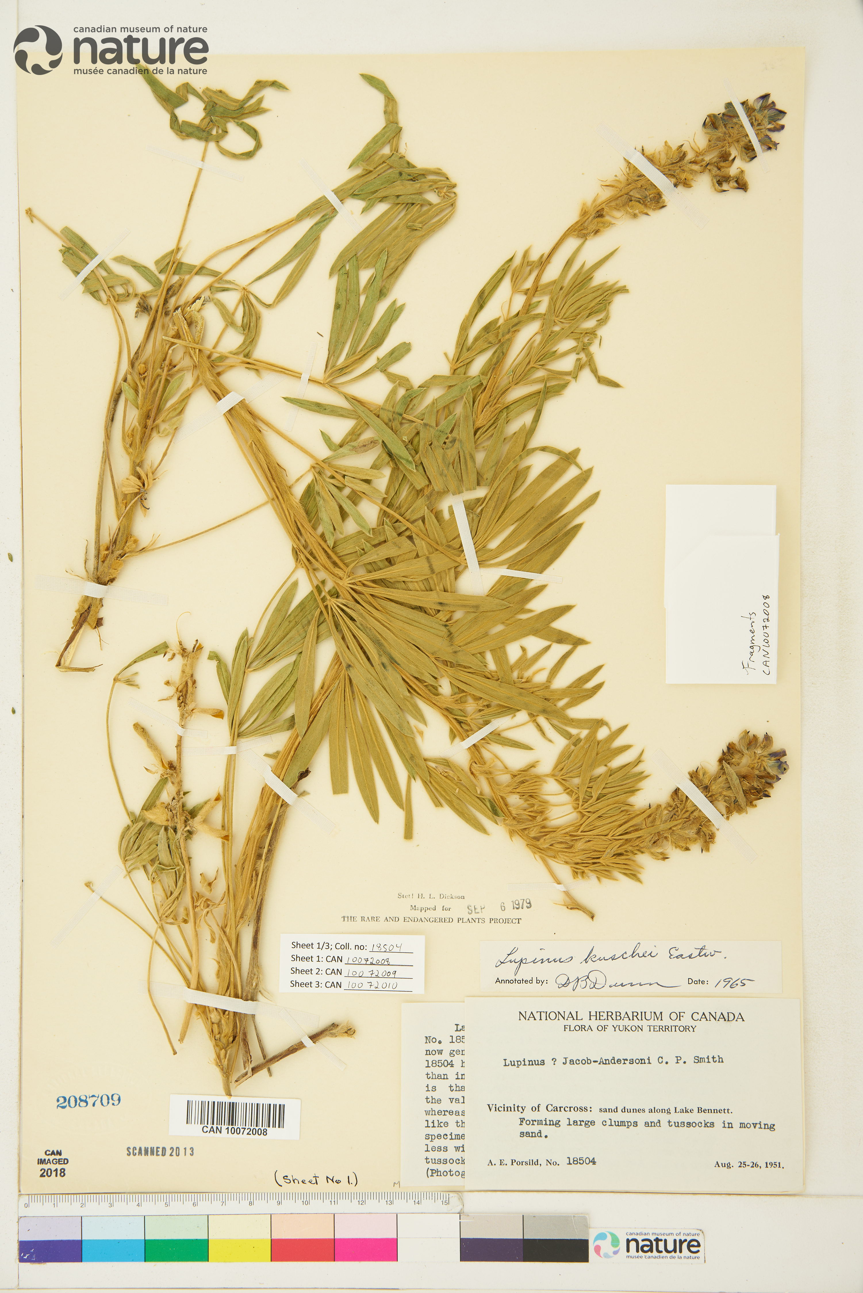 Lupinus kuschei image