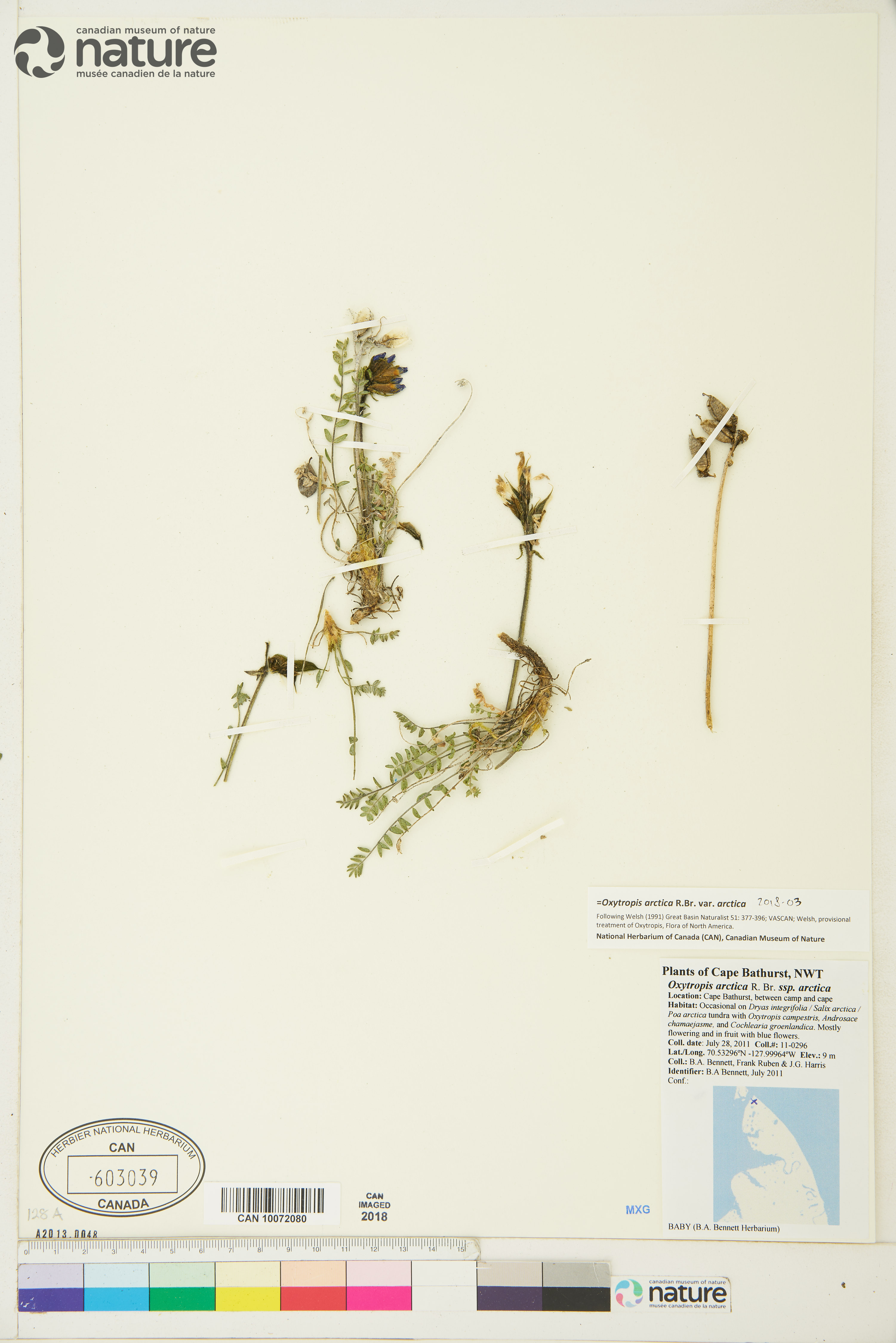 Oxytropis arctica var. arctica image