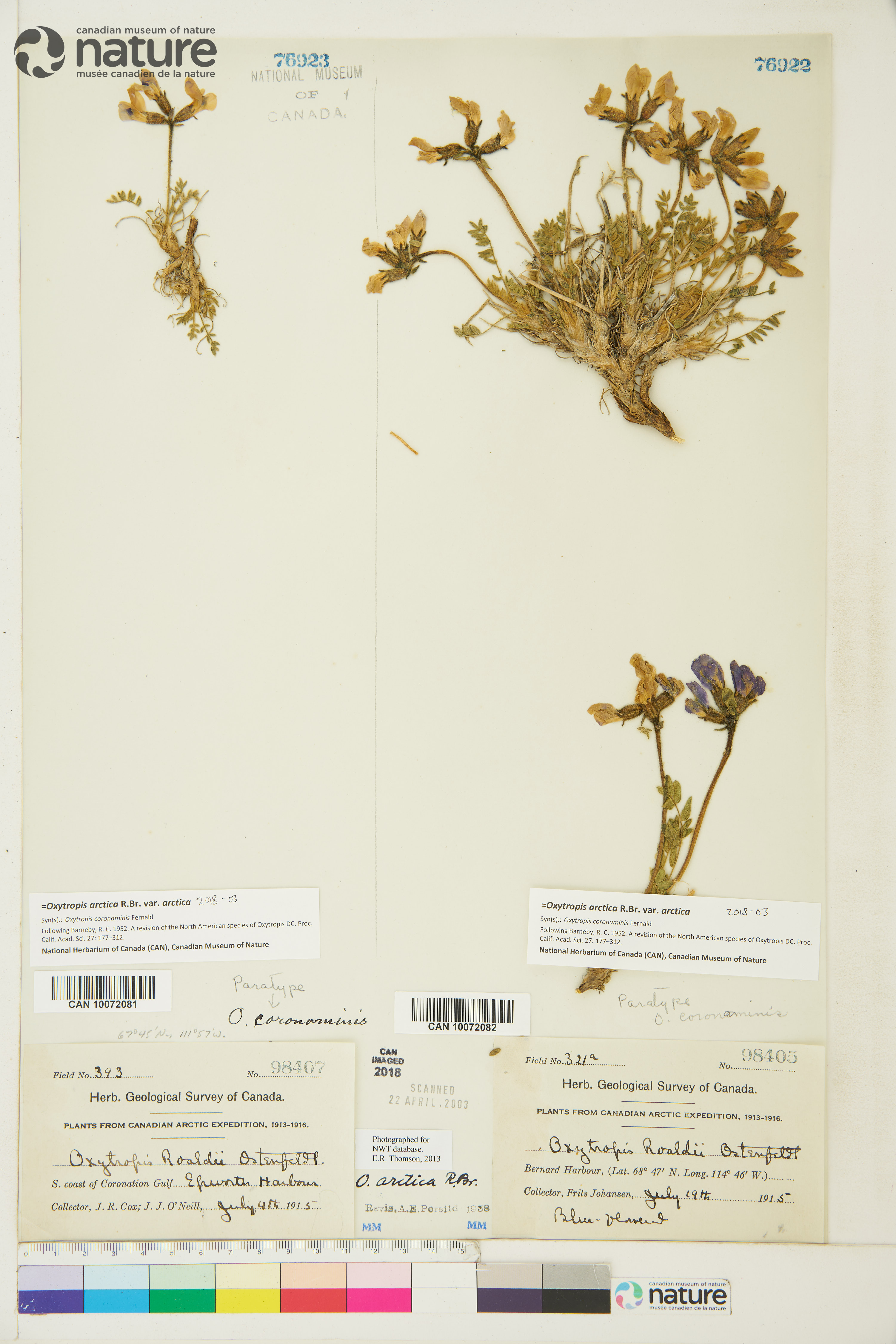 Oxytropis arctica var. arctica image
