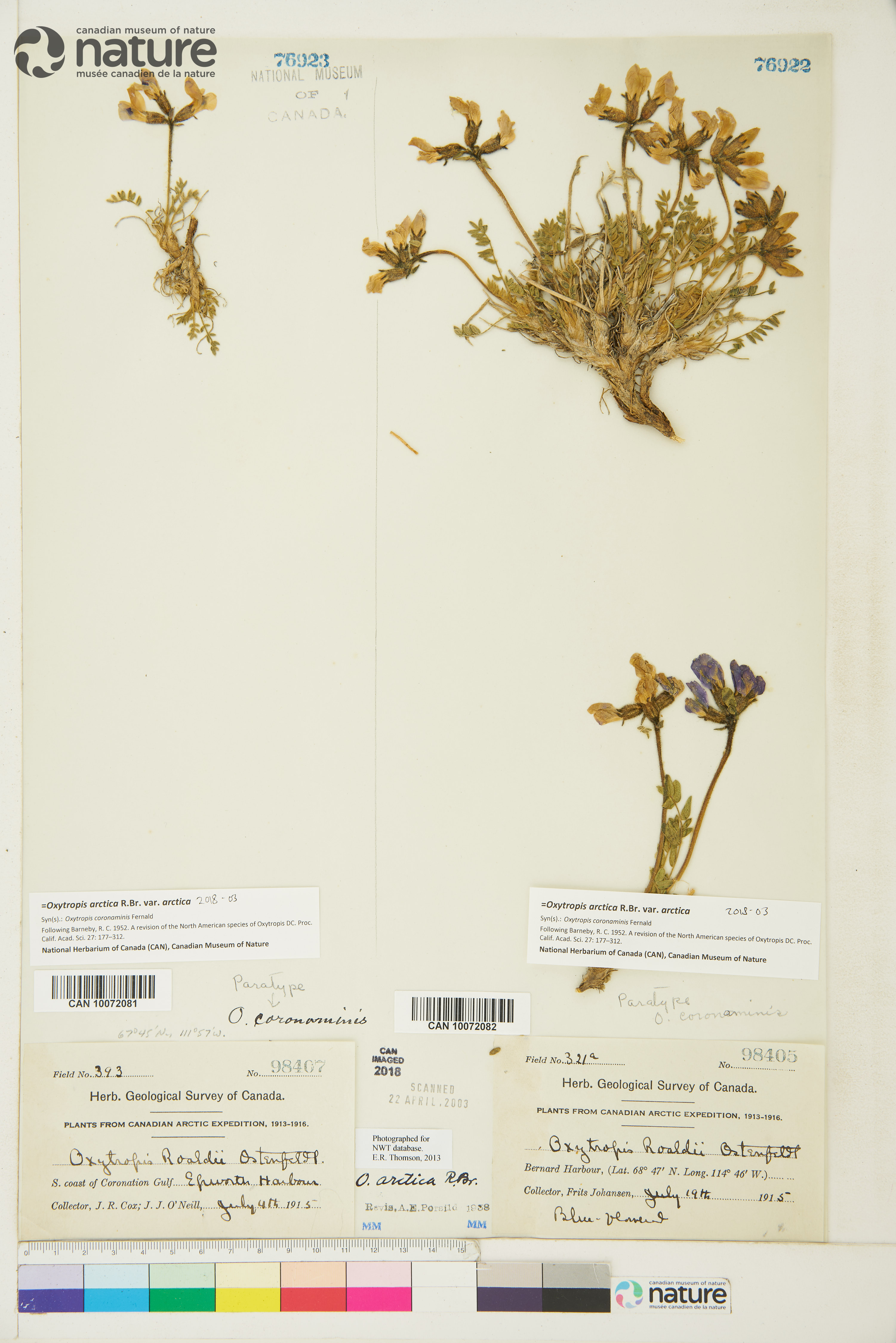 Oxytropis arctica var. arctica image