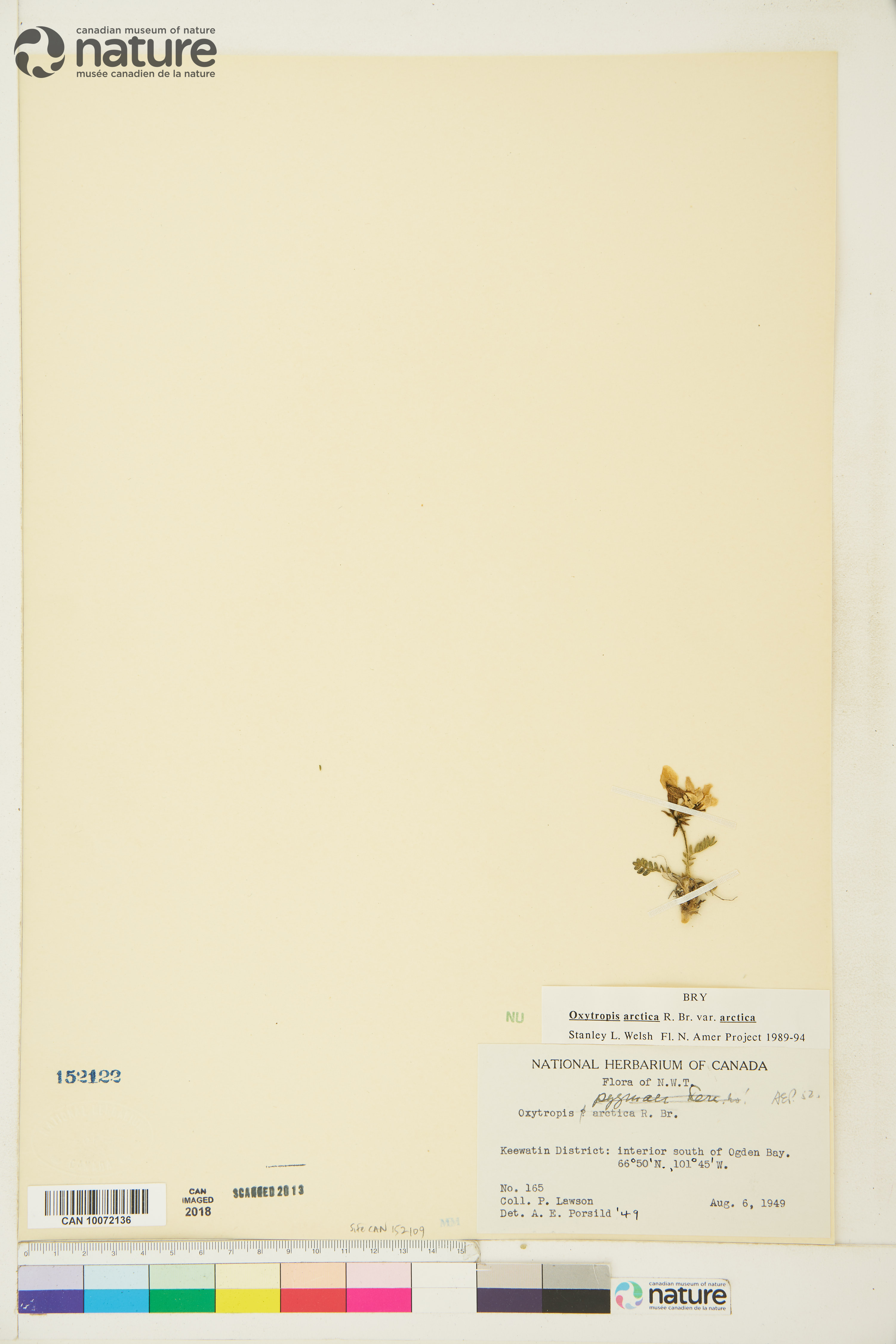 Oxytropis arctica image