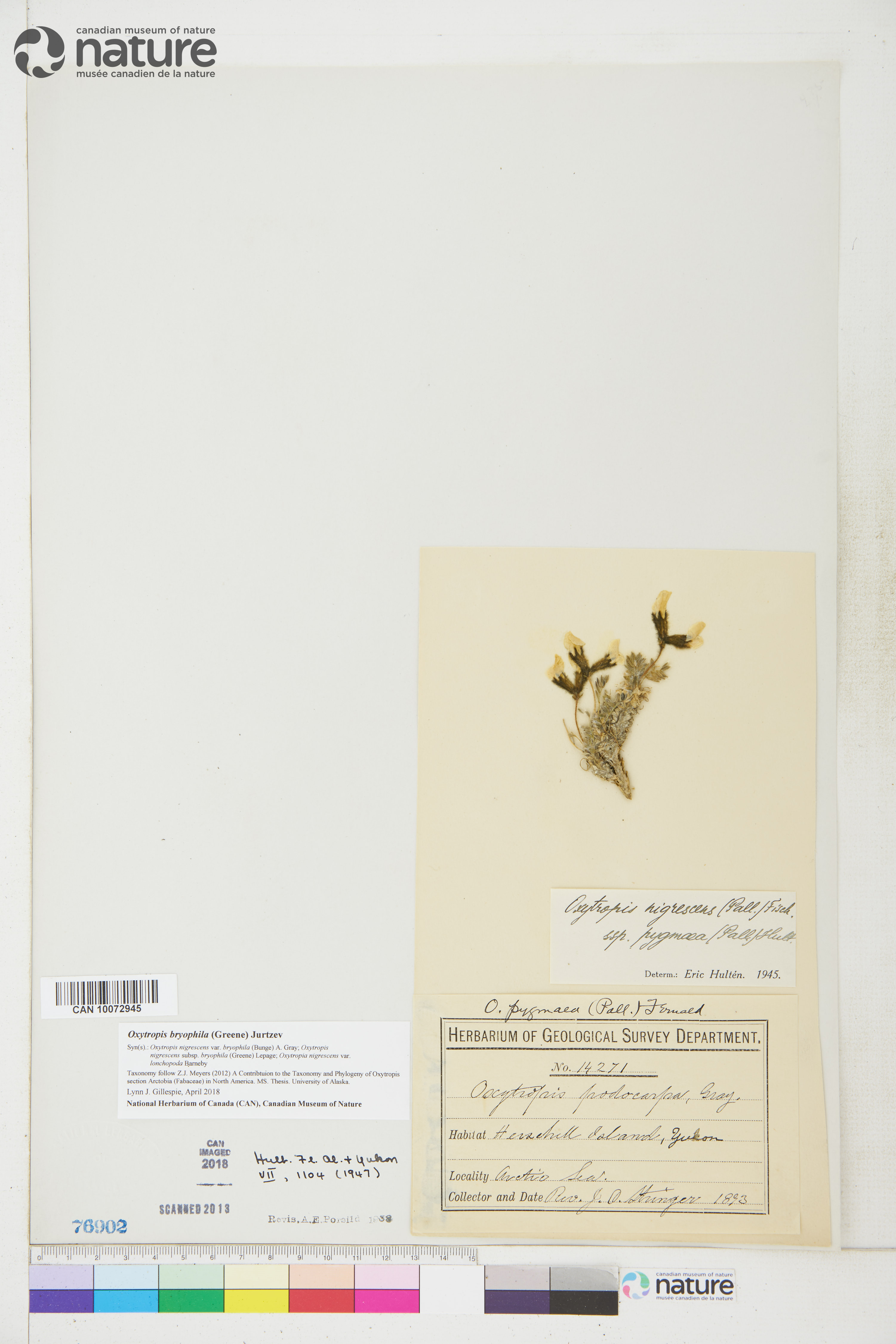 Oxytropis bryophila image