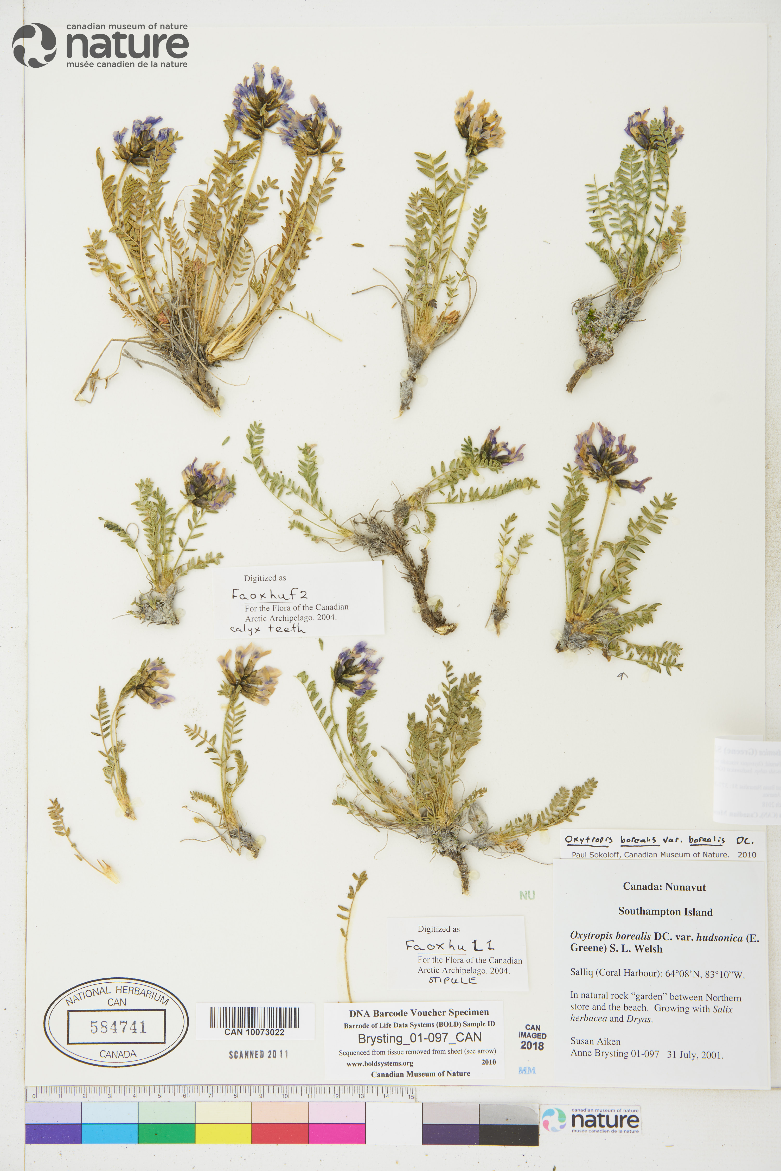 Oxytropis borealis var. hudsonica image