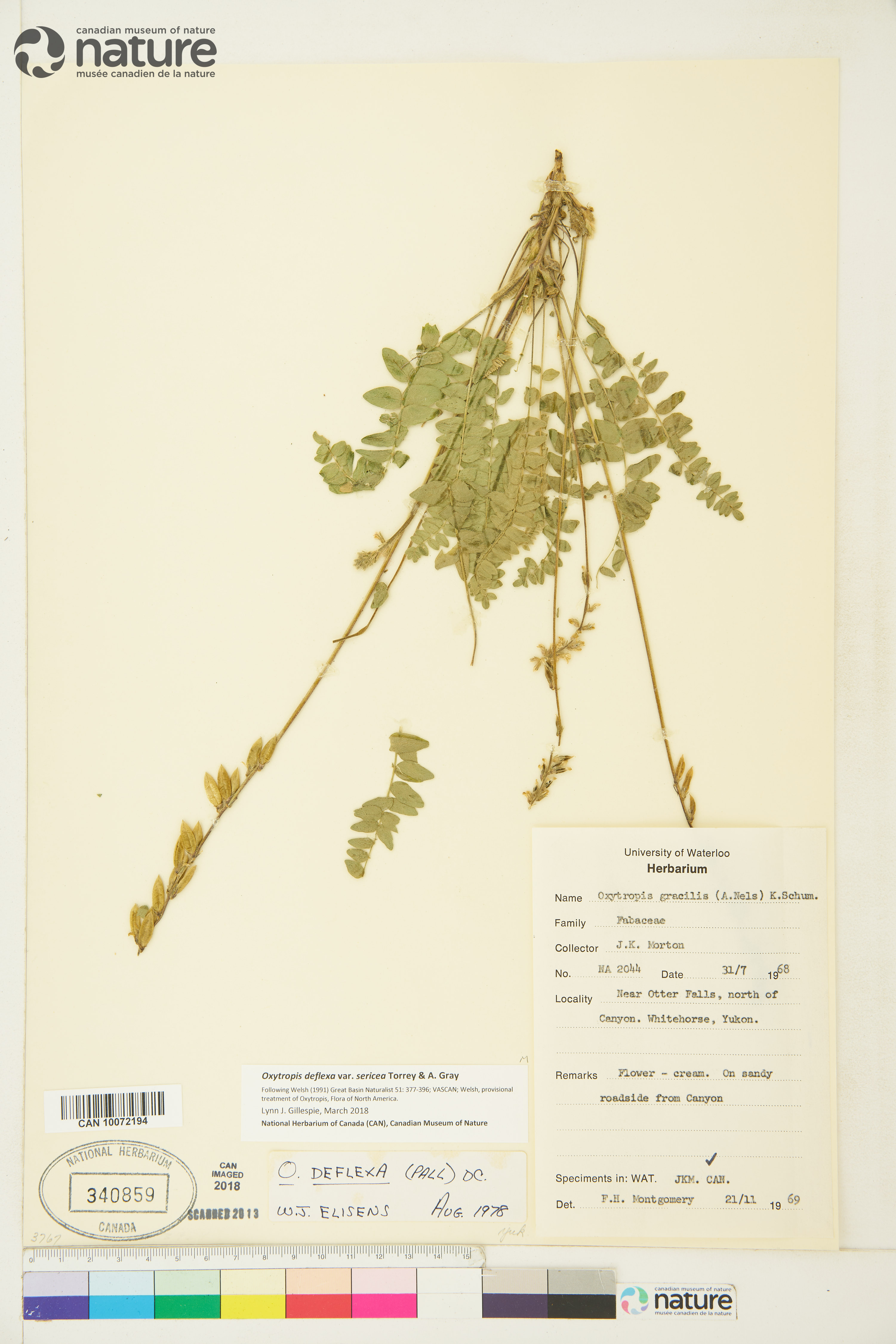Oxytropis deflexa var. sericea image