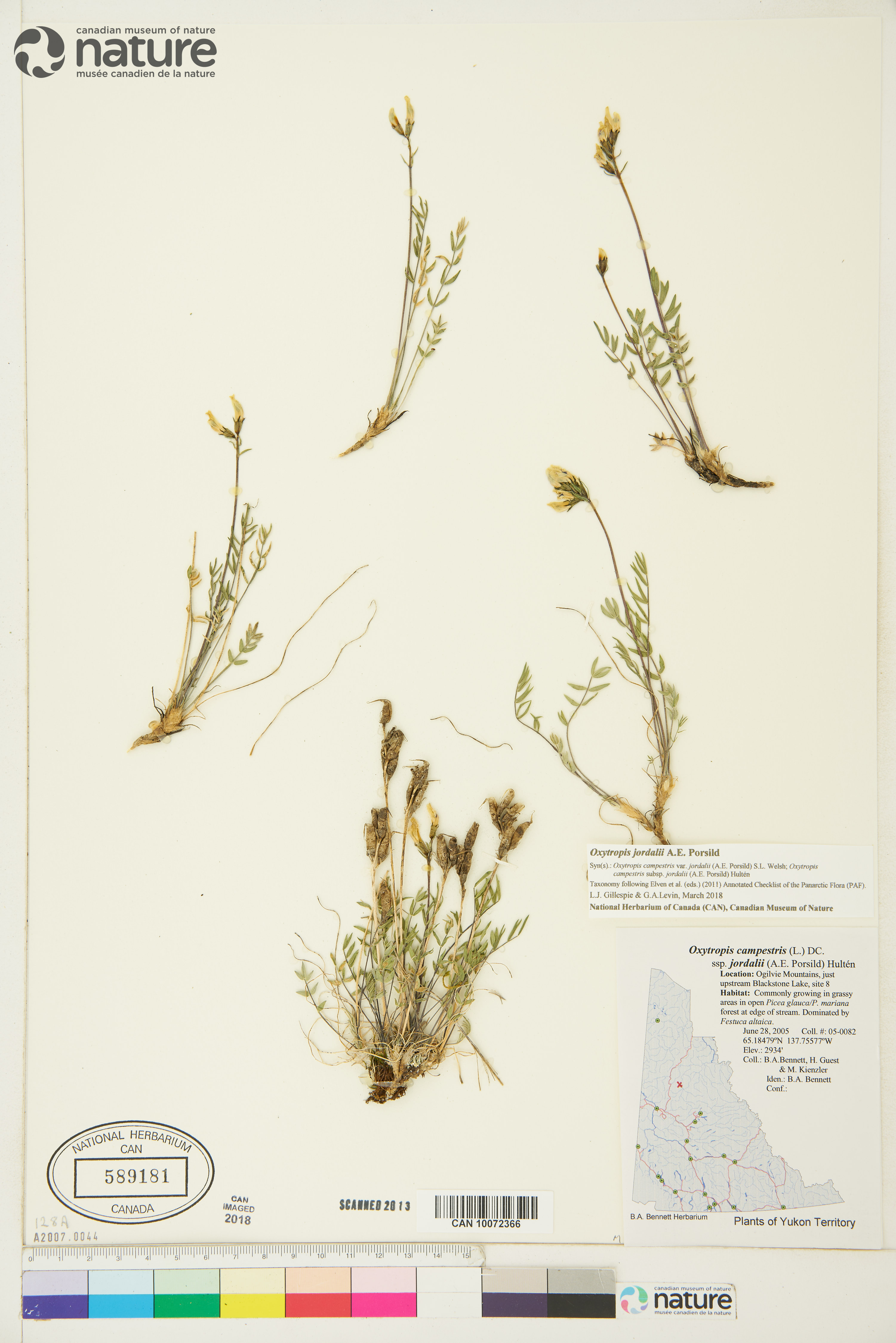 Oxytropis jordalii image