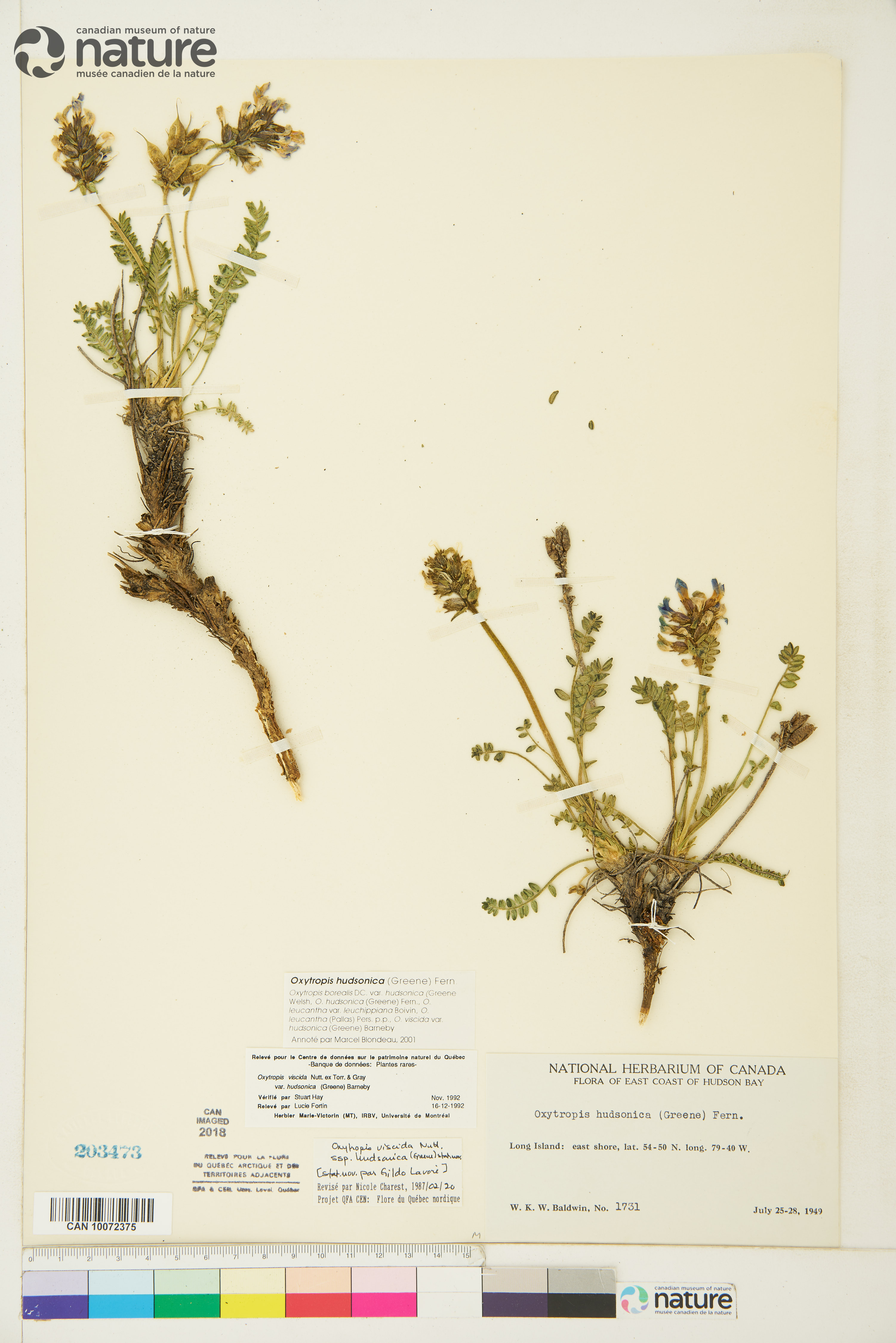 Oxytropis borealis image