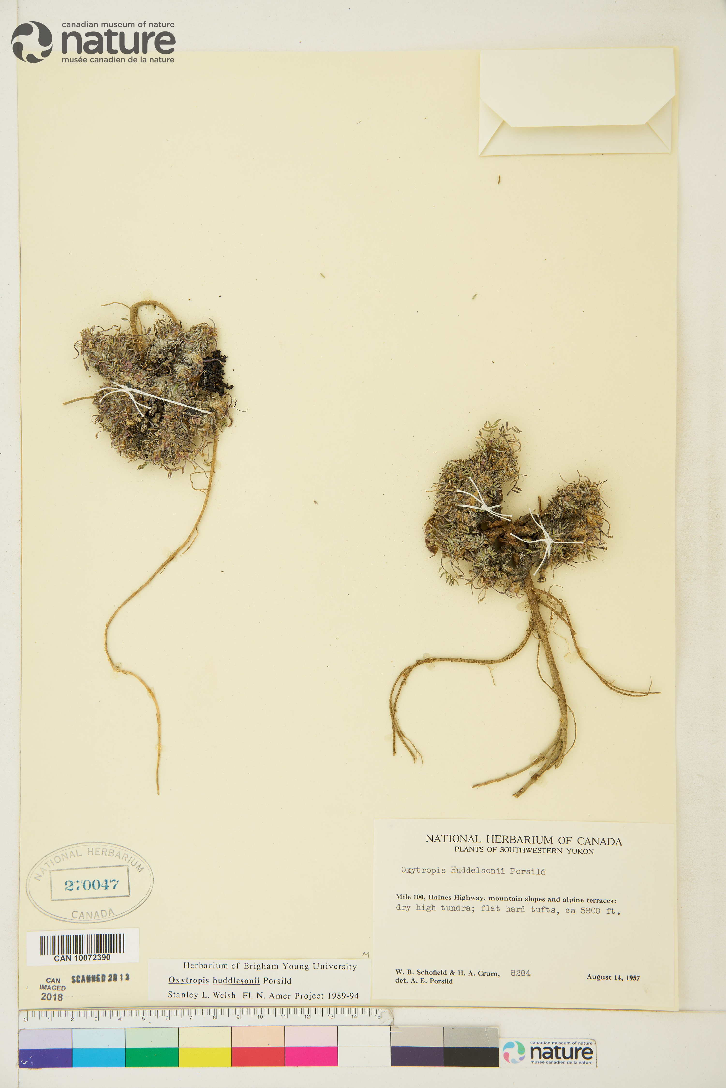 Oxytropis huddelsonii image