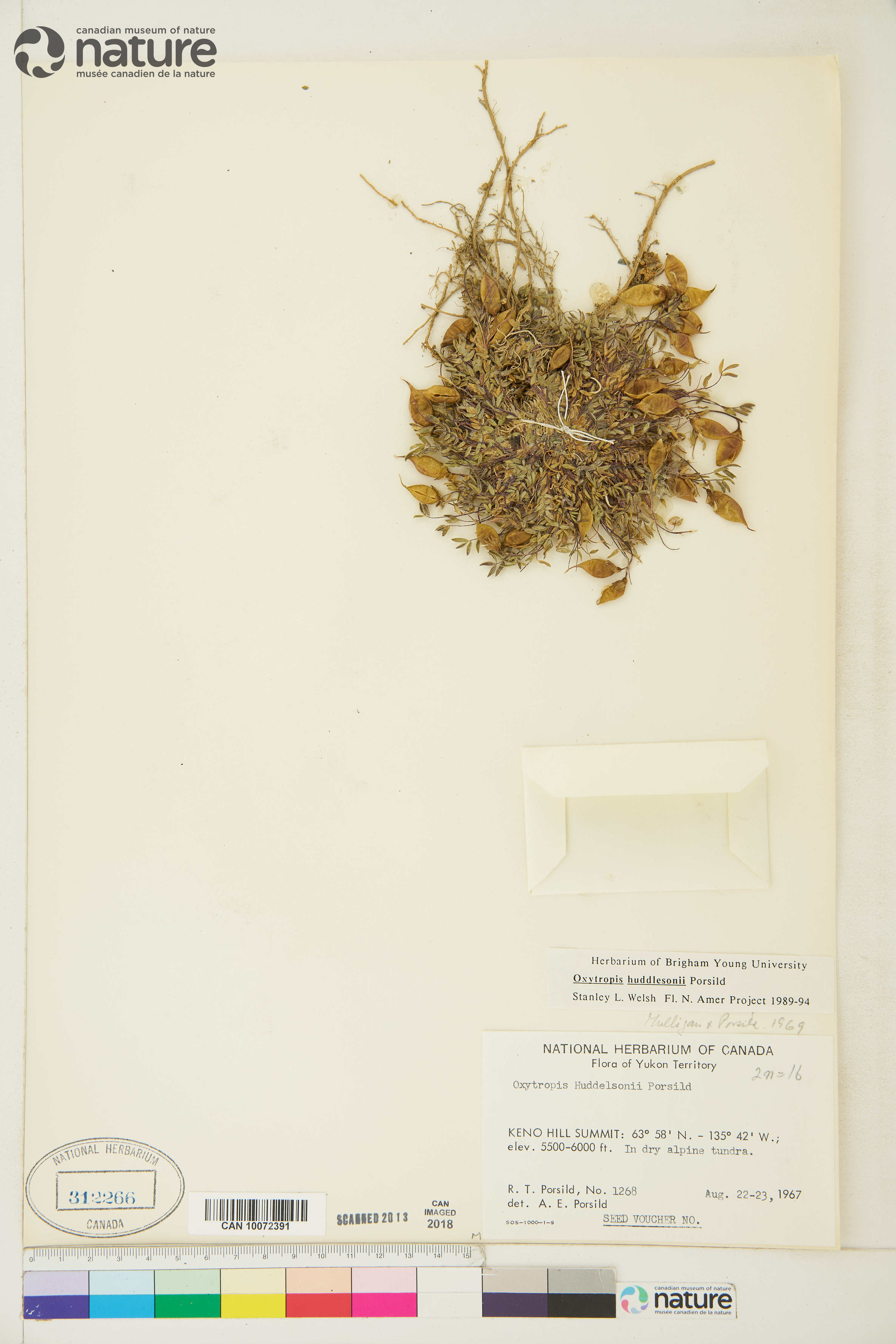 Oxytropis huddelsonii image