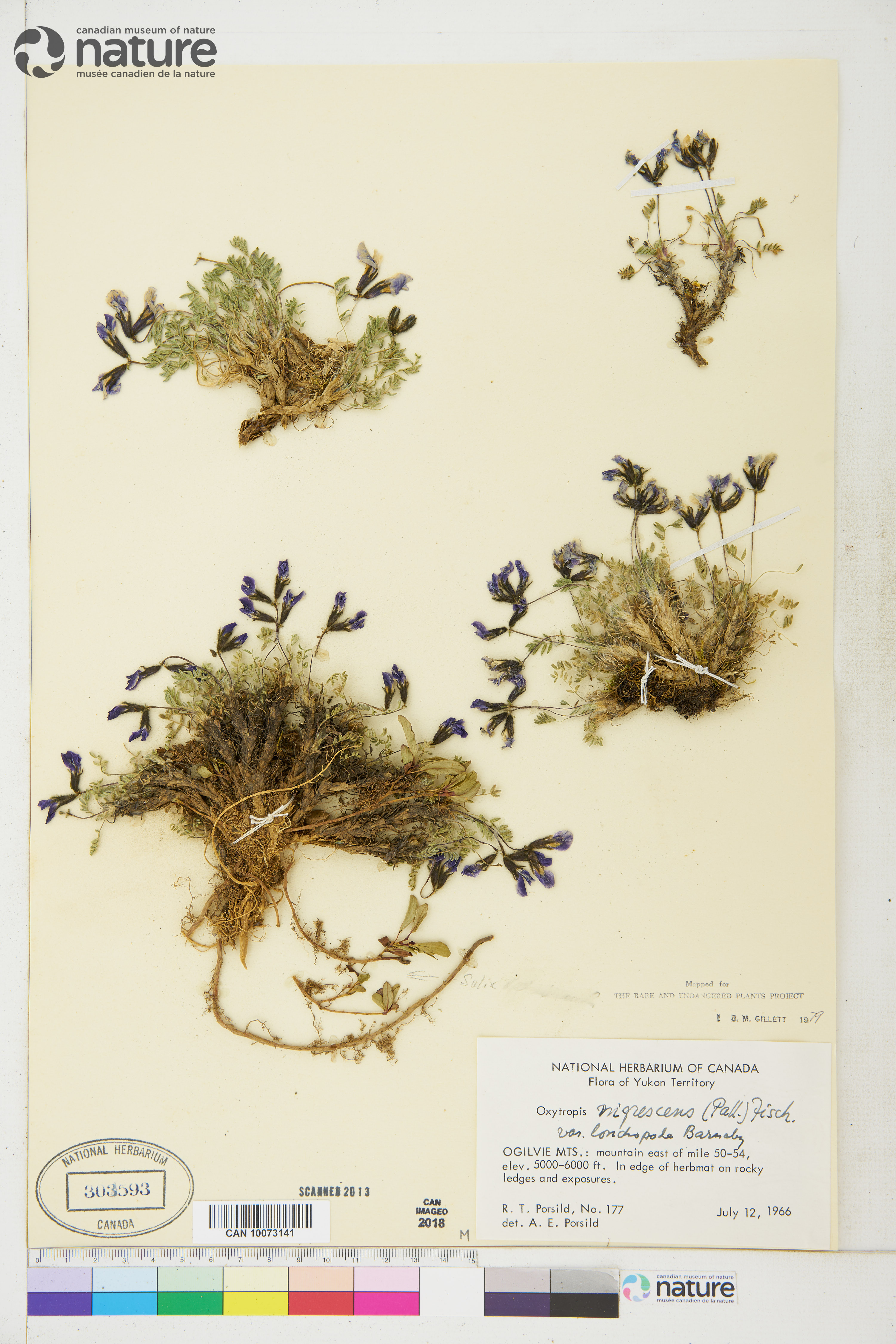 Oxytropis nigrescens var. lonchopoda image