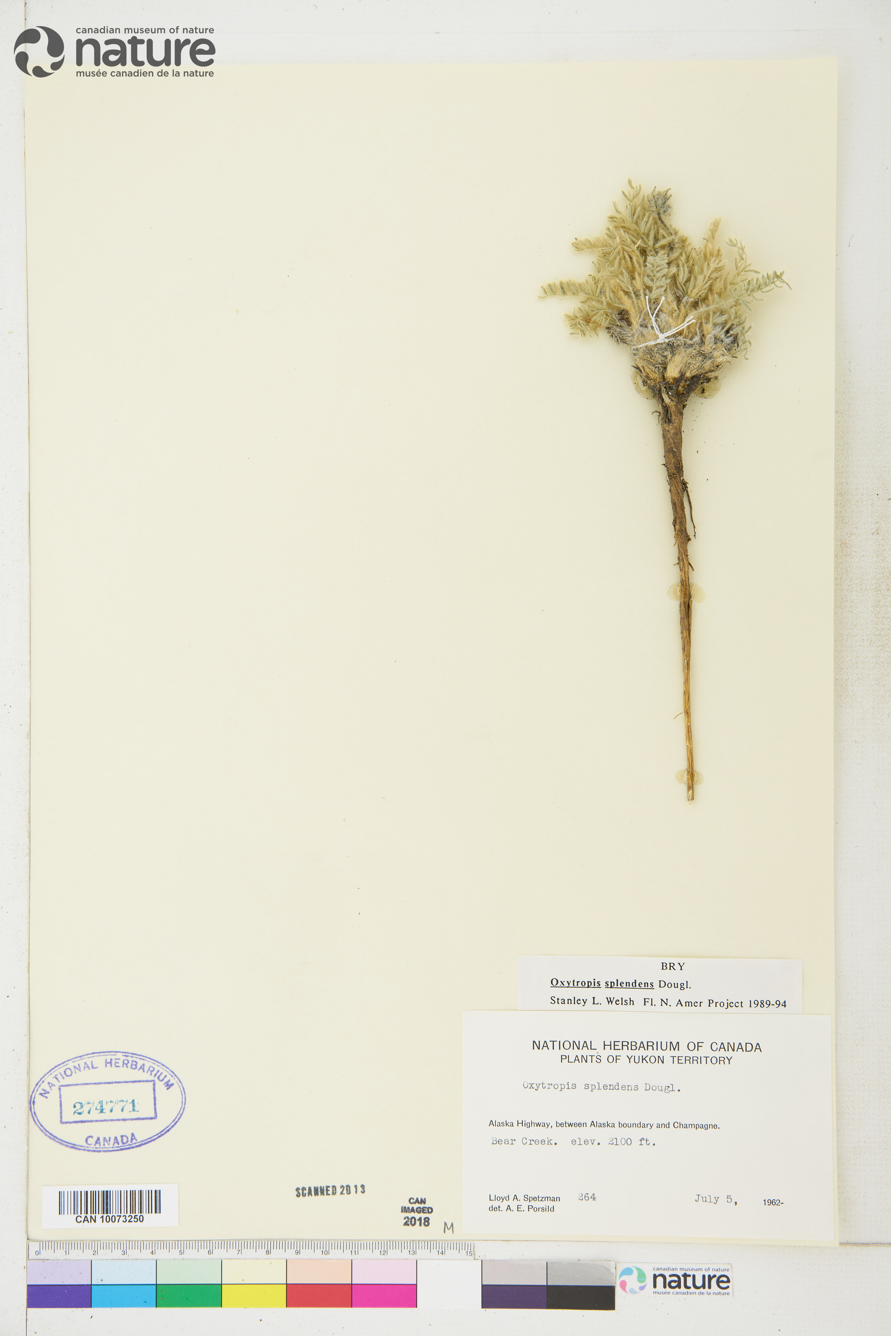 Oxytropis splendens image