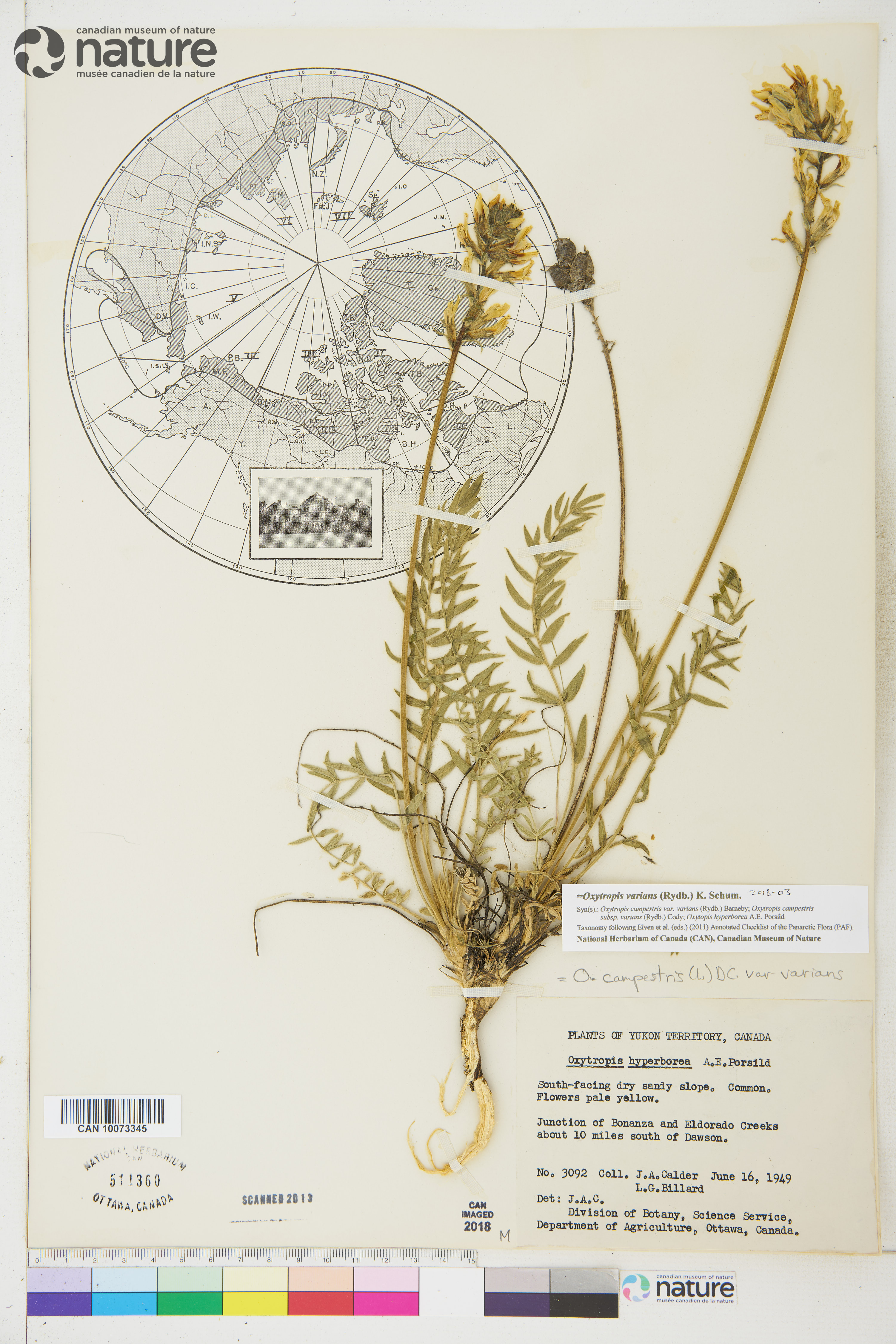 Oxytropis varians image