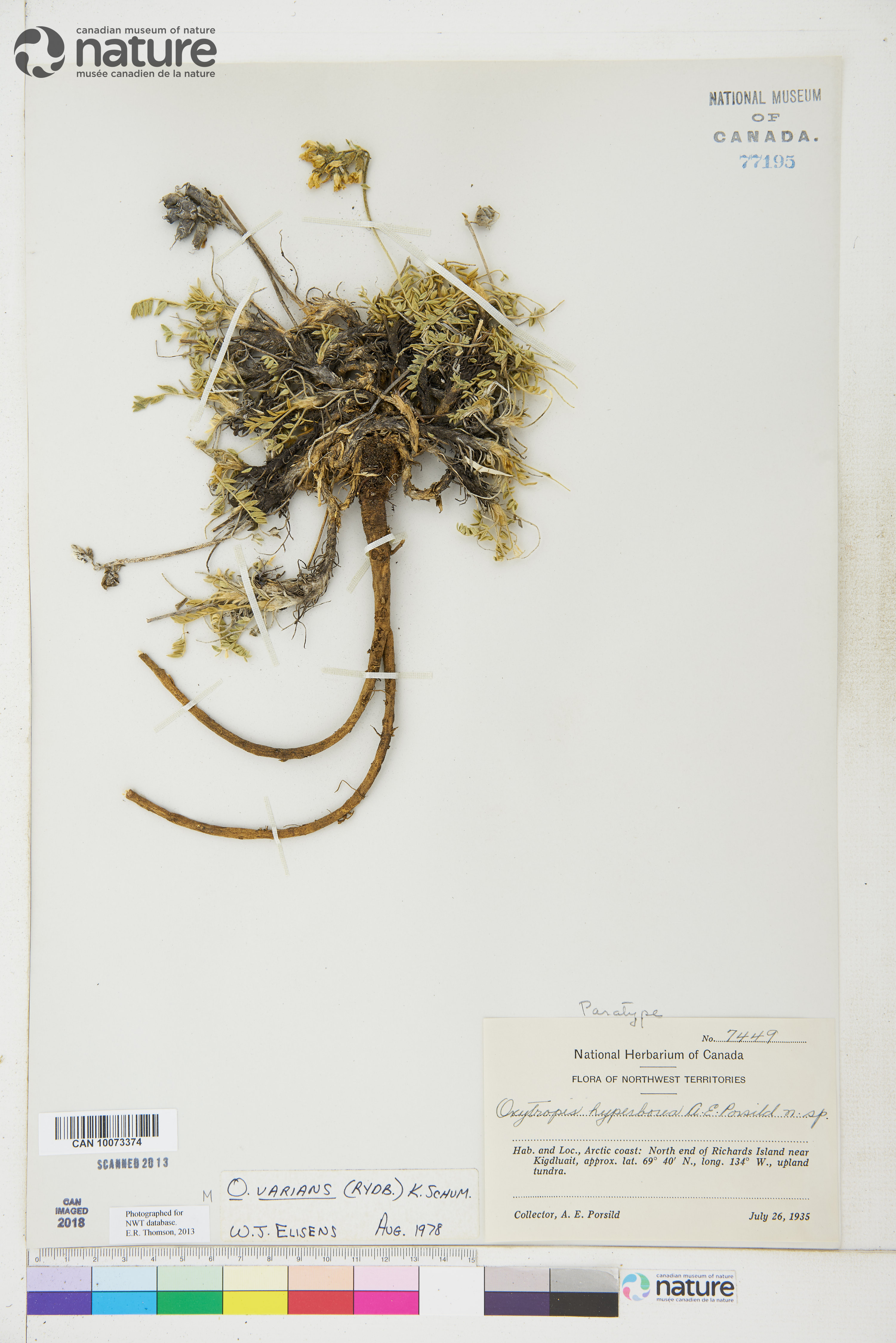 Oxytropis varians image