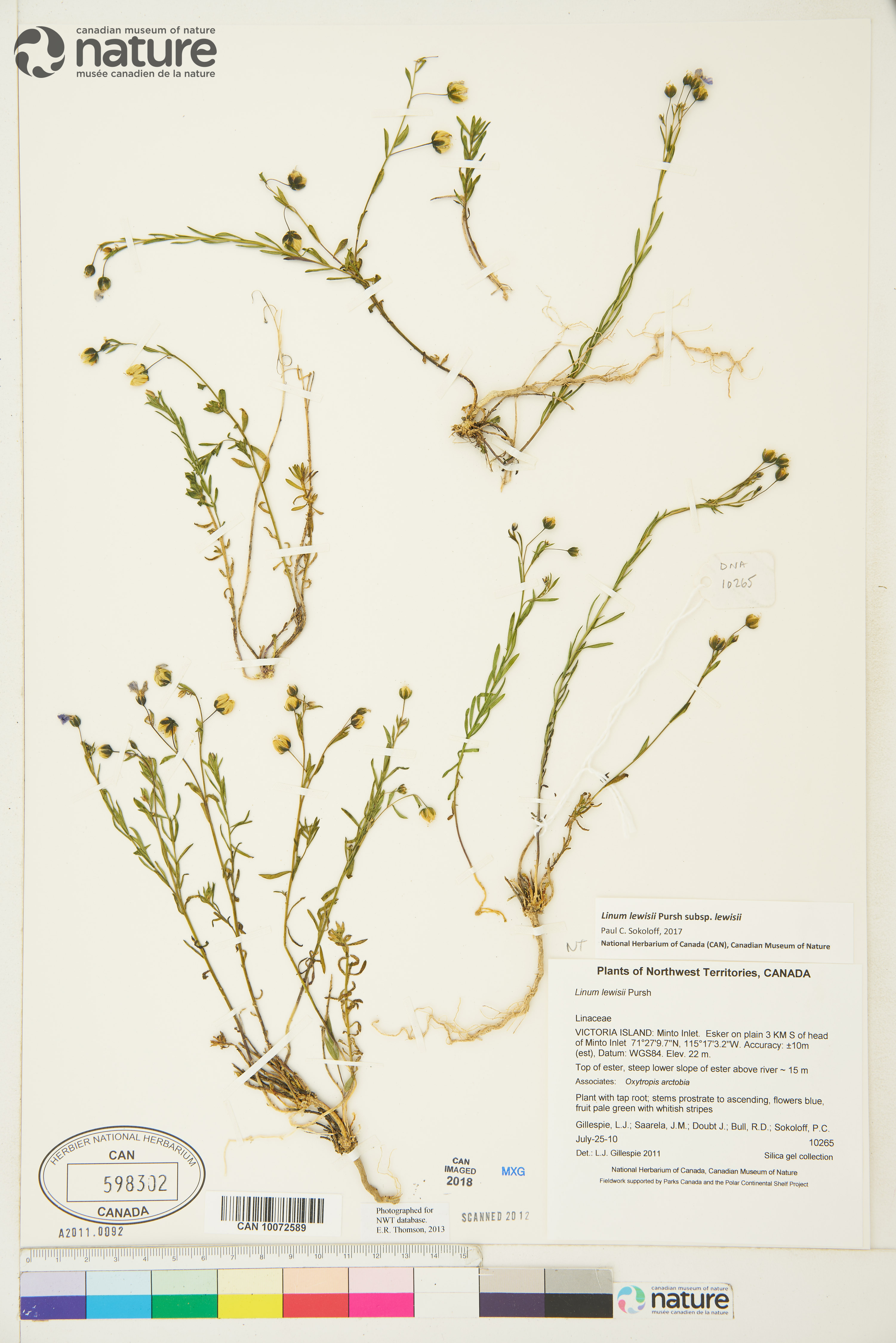 Linum lewisii subsp. lewisii image