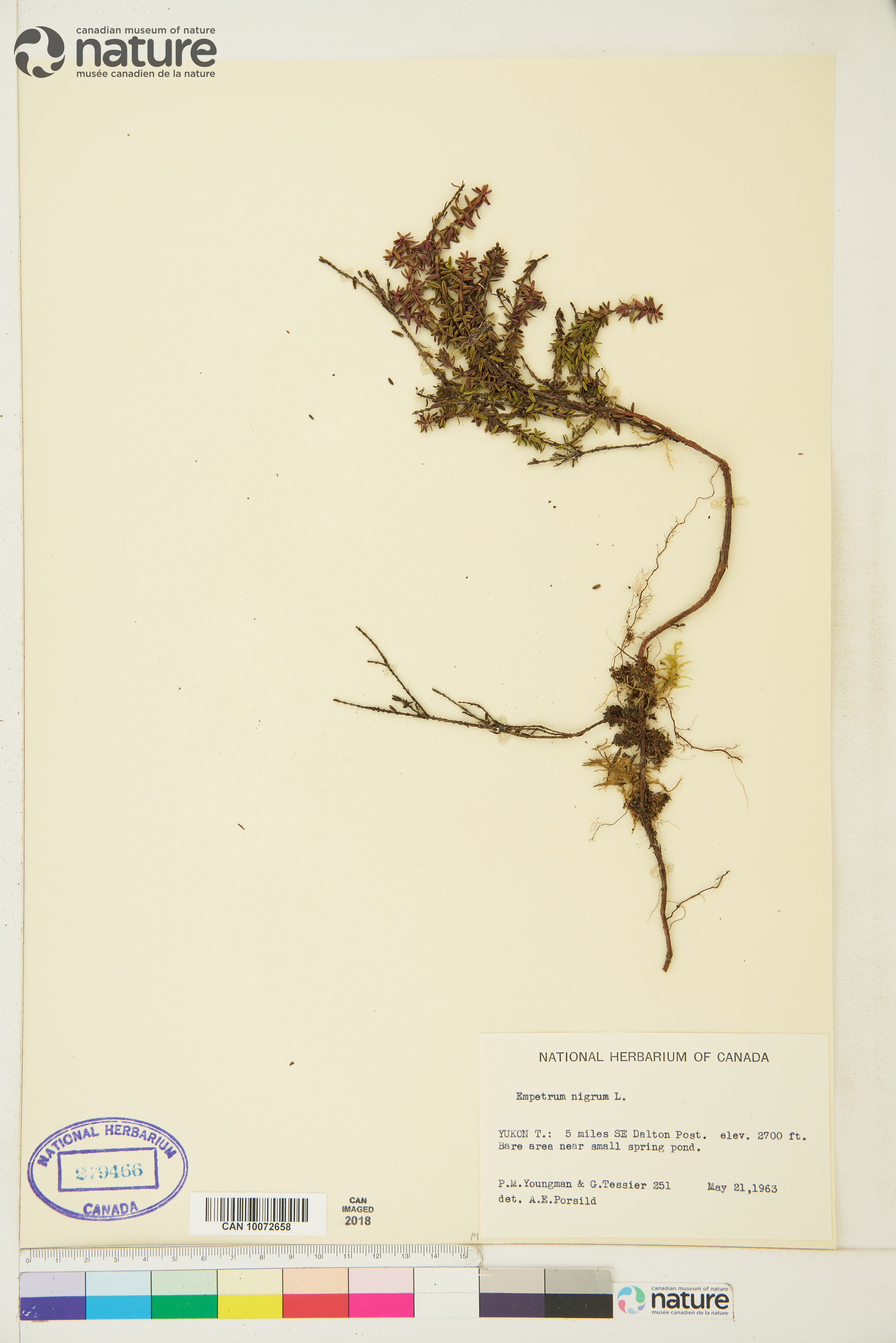 Empetrum nigrum image