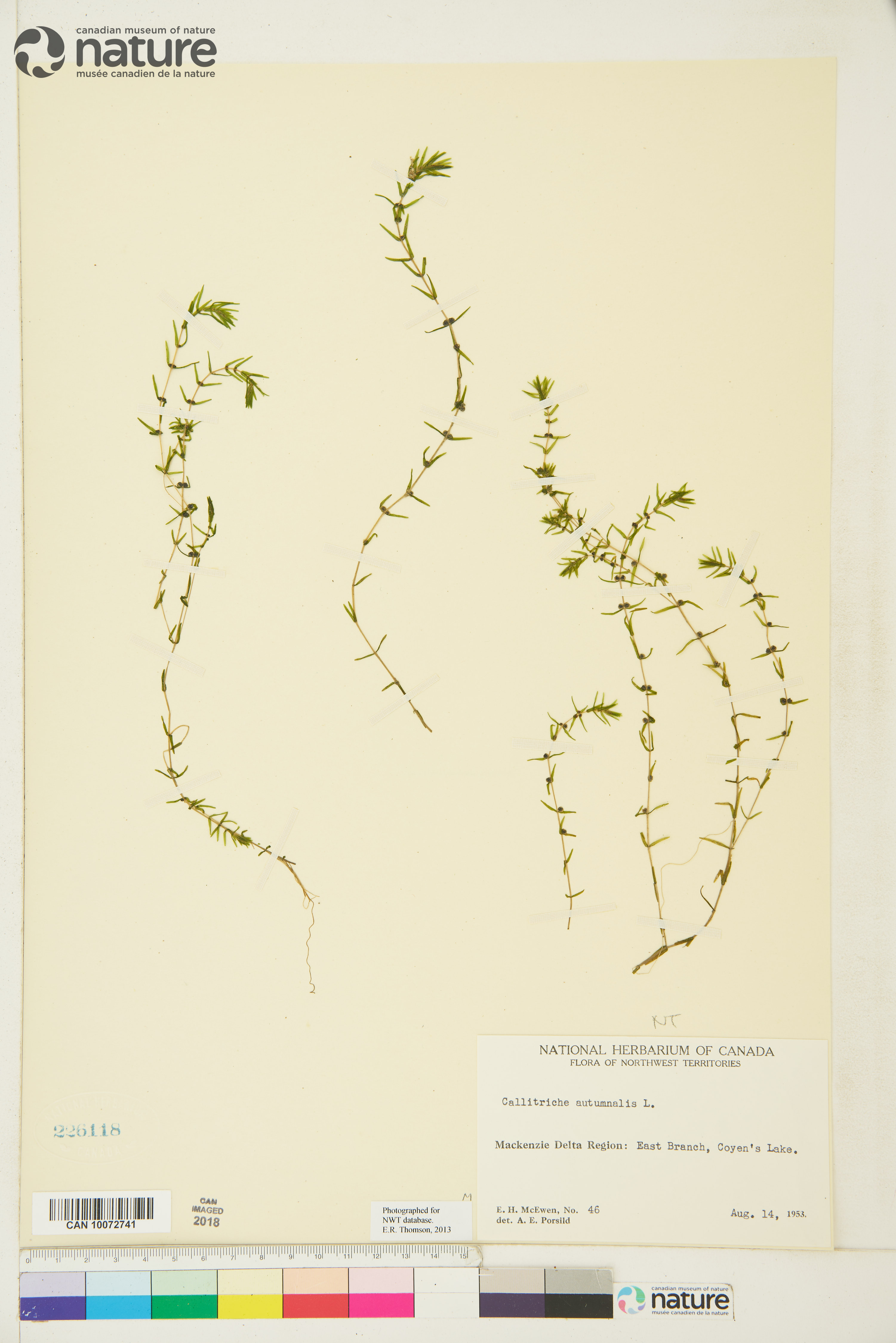 Callitriche stenoptera image