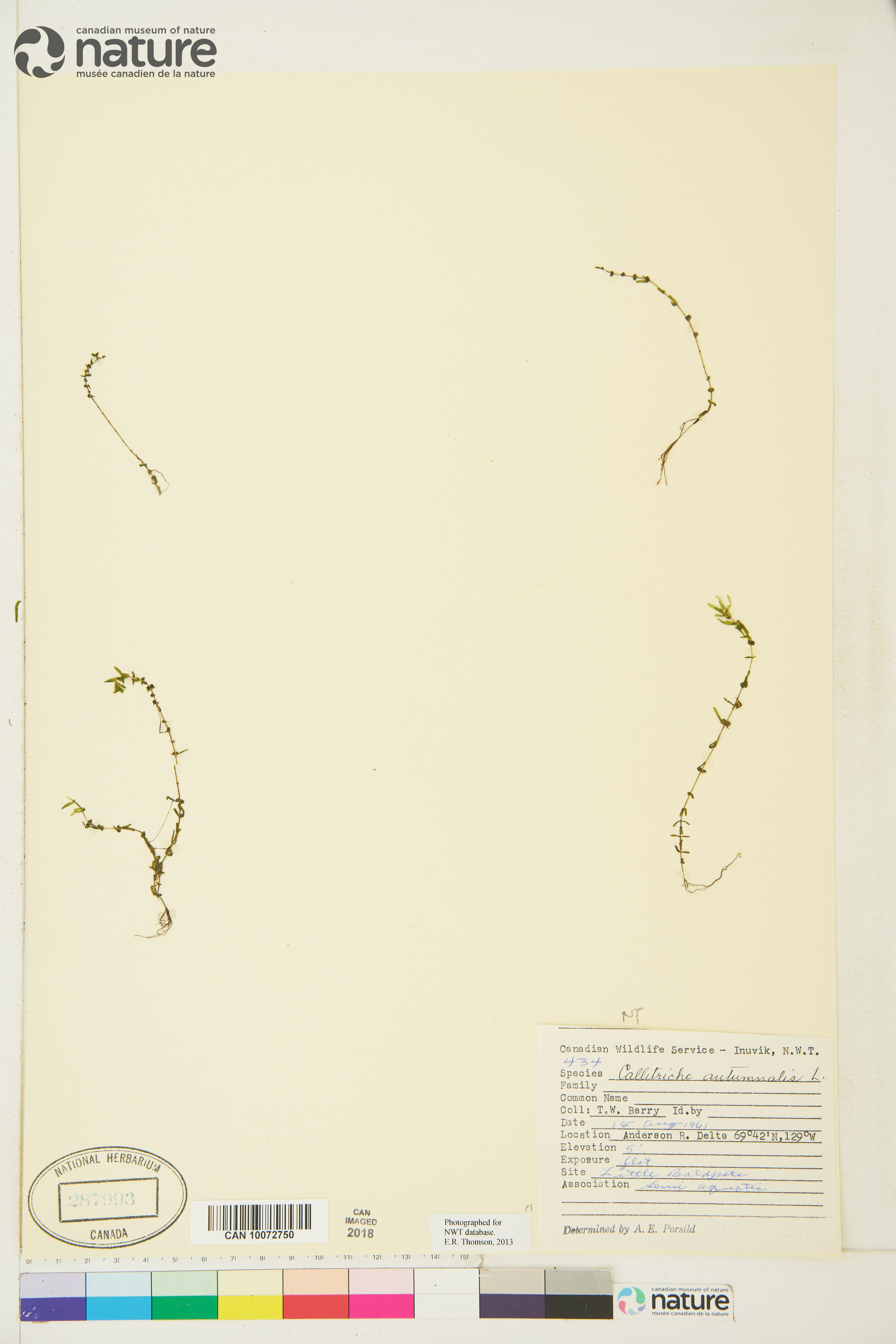 Callitriche stenoptera image