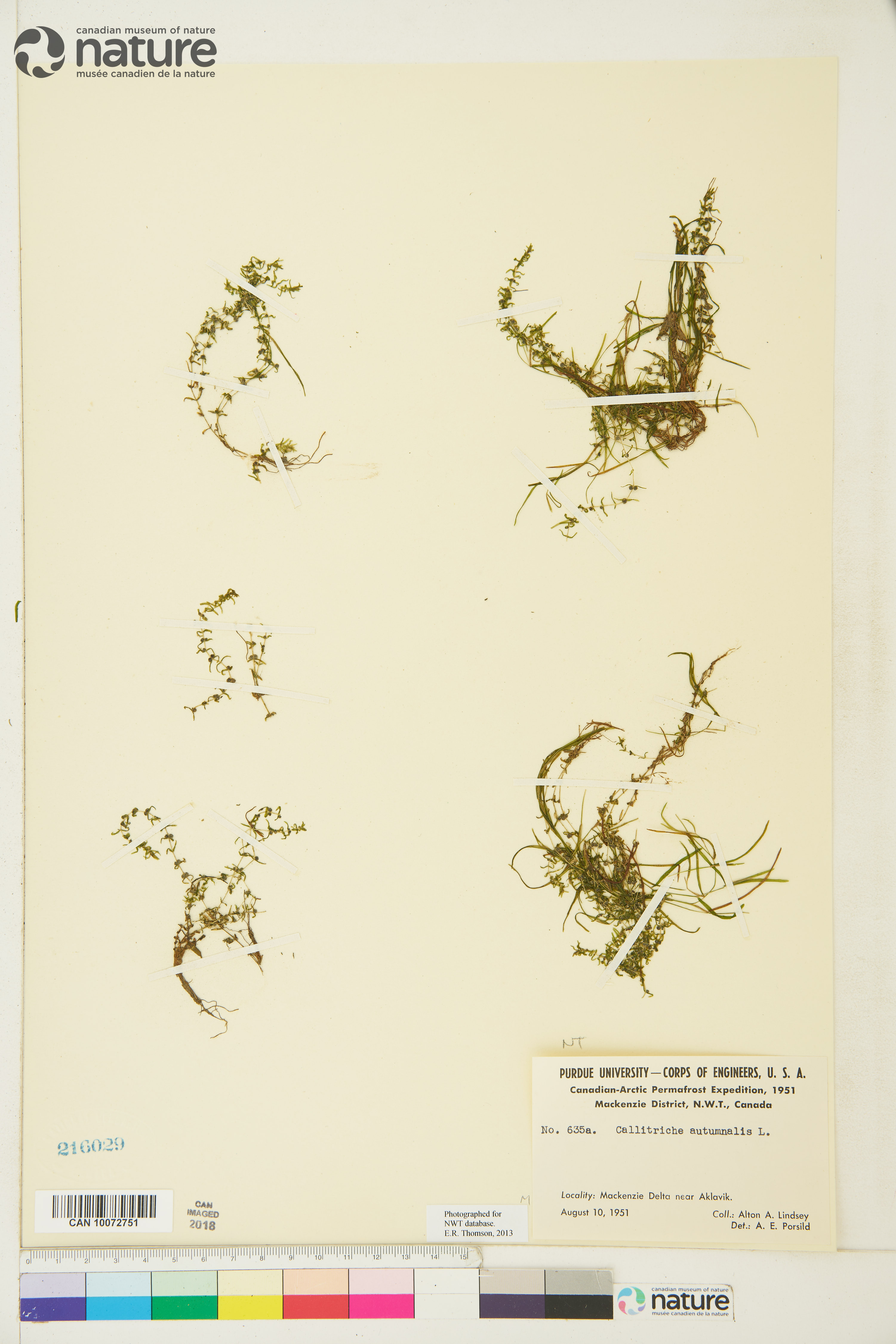Callitriche stenoptera image