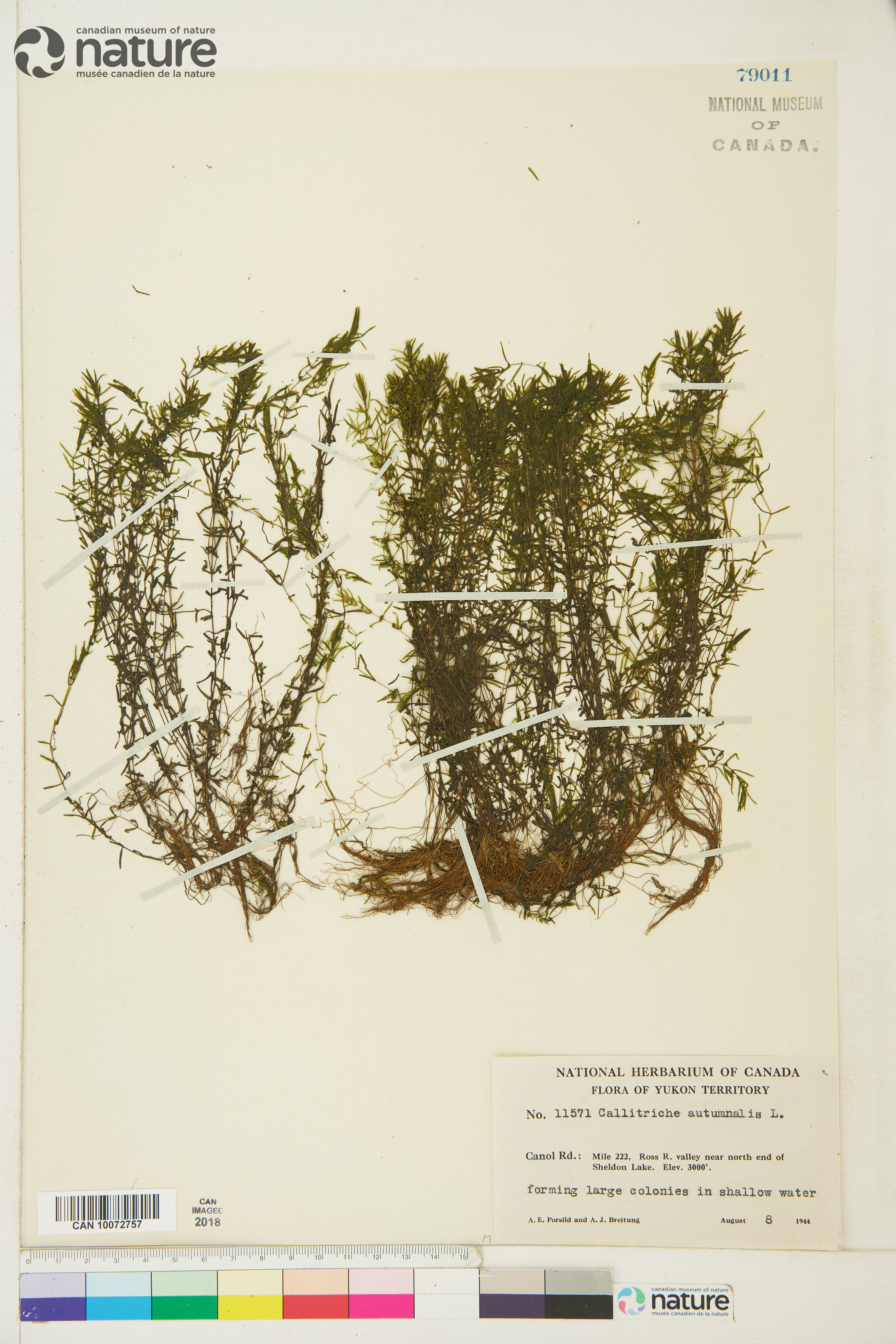 Callitriche stenoptera image