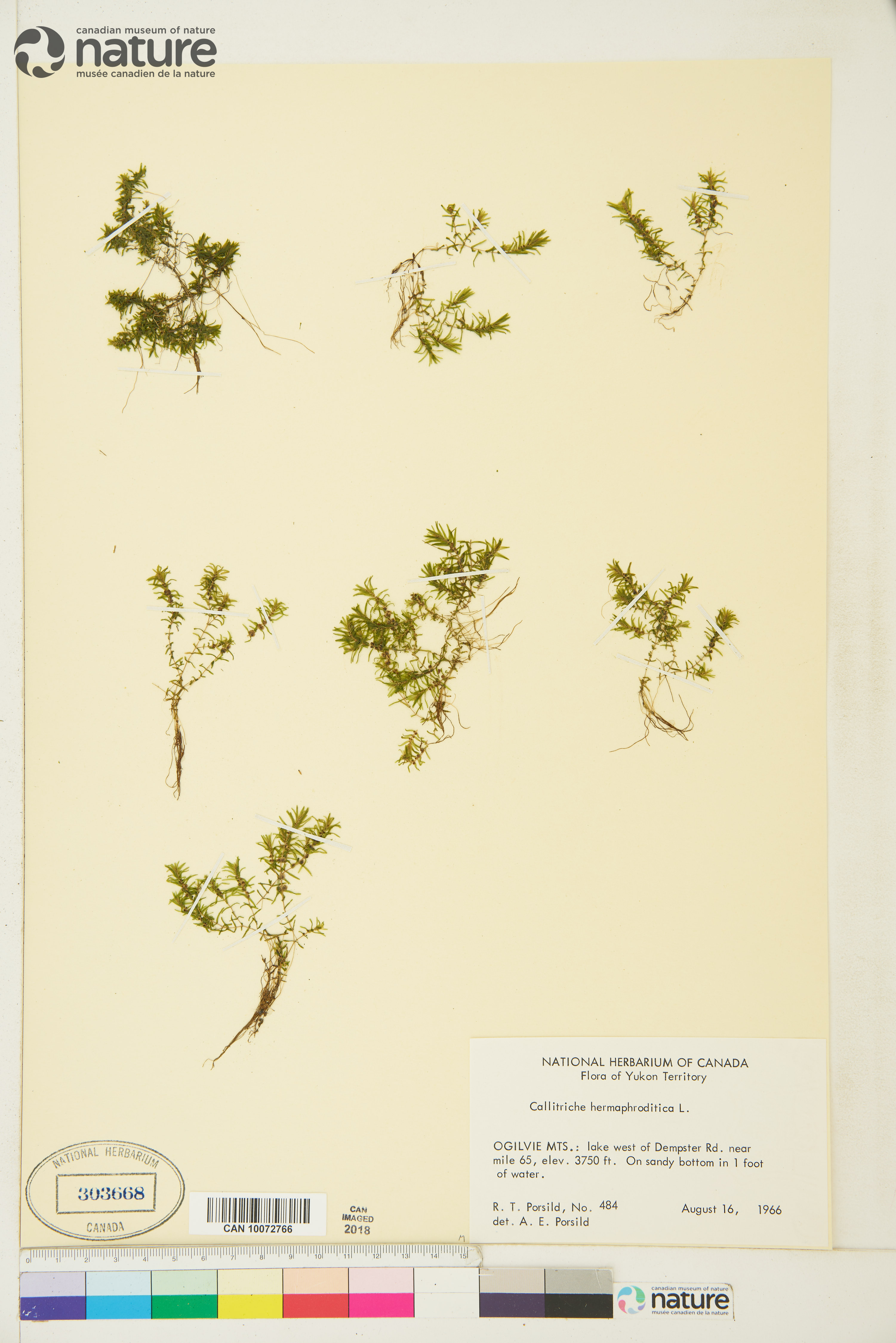 Callitriche stenoptera image