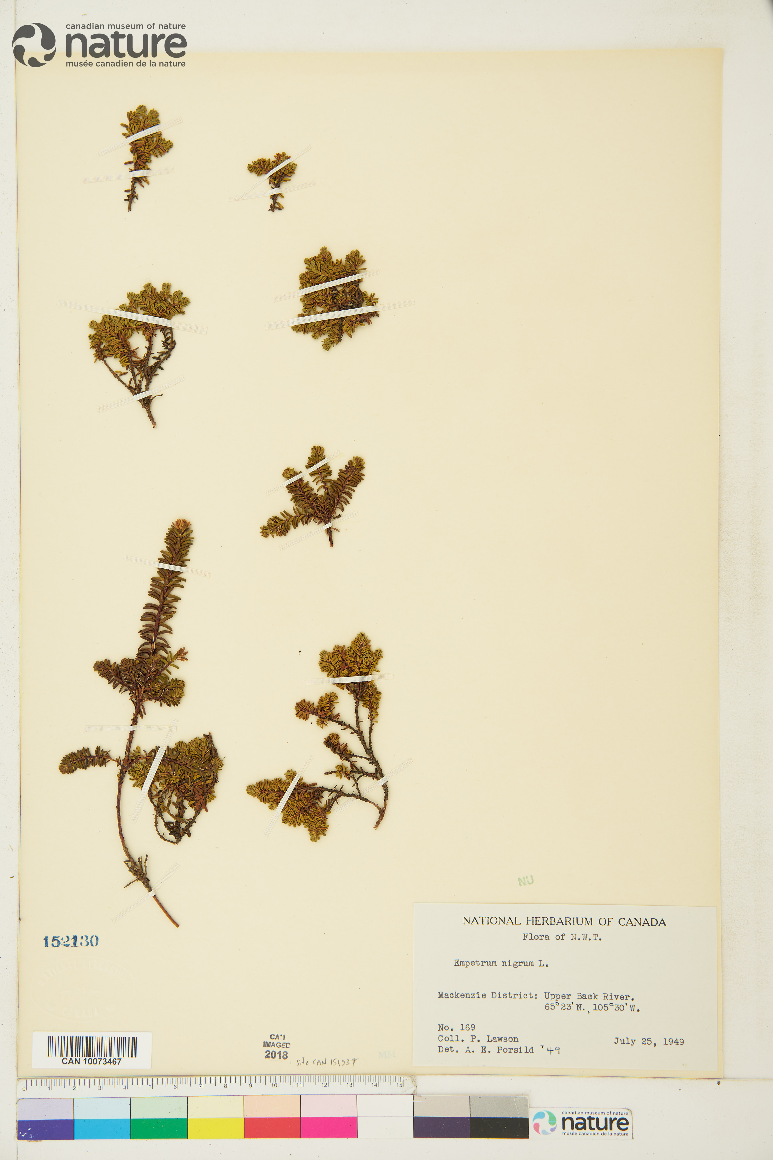 Empetrum nigrum image