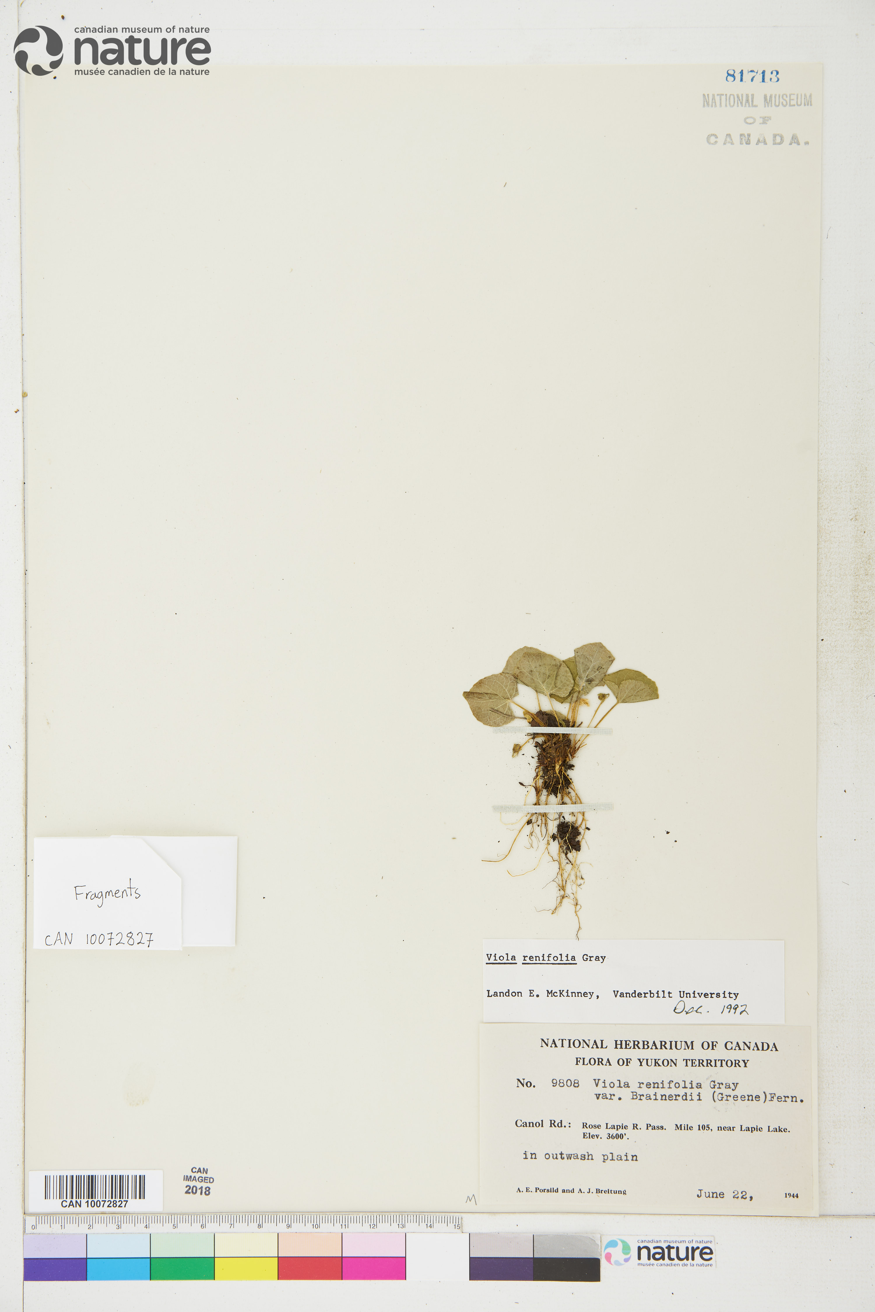 Viola renifolia image