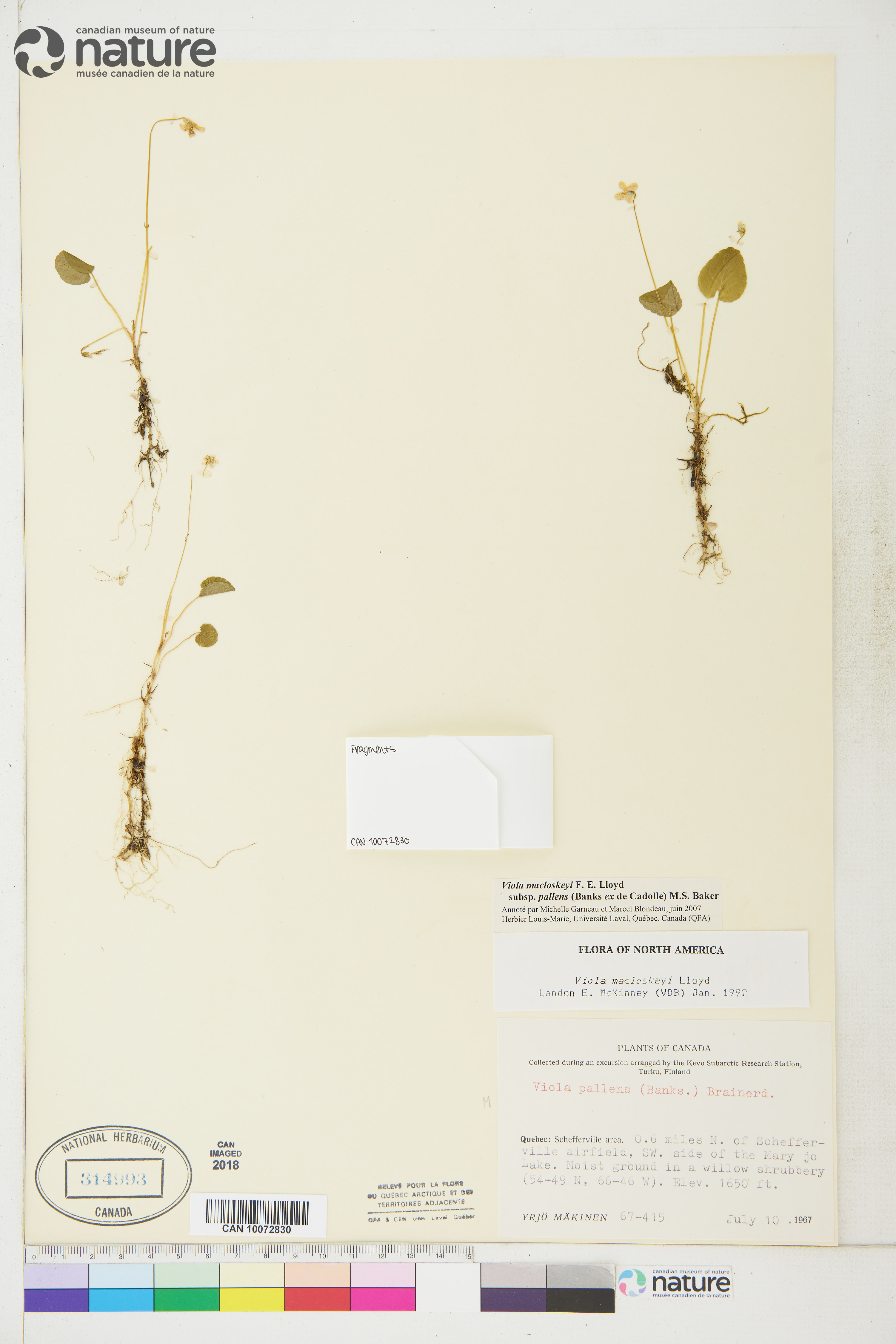 Viola macloskeyi image