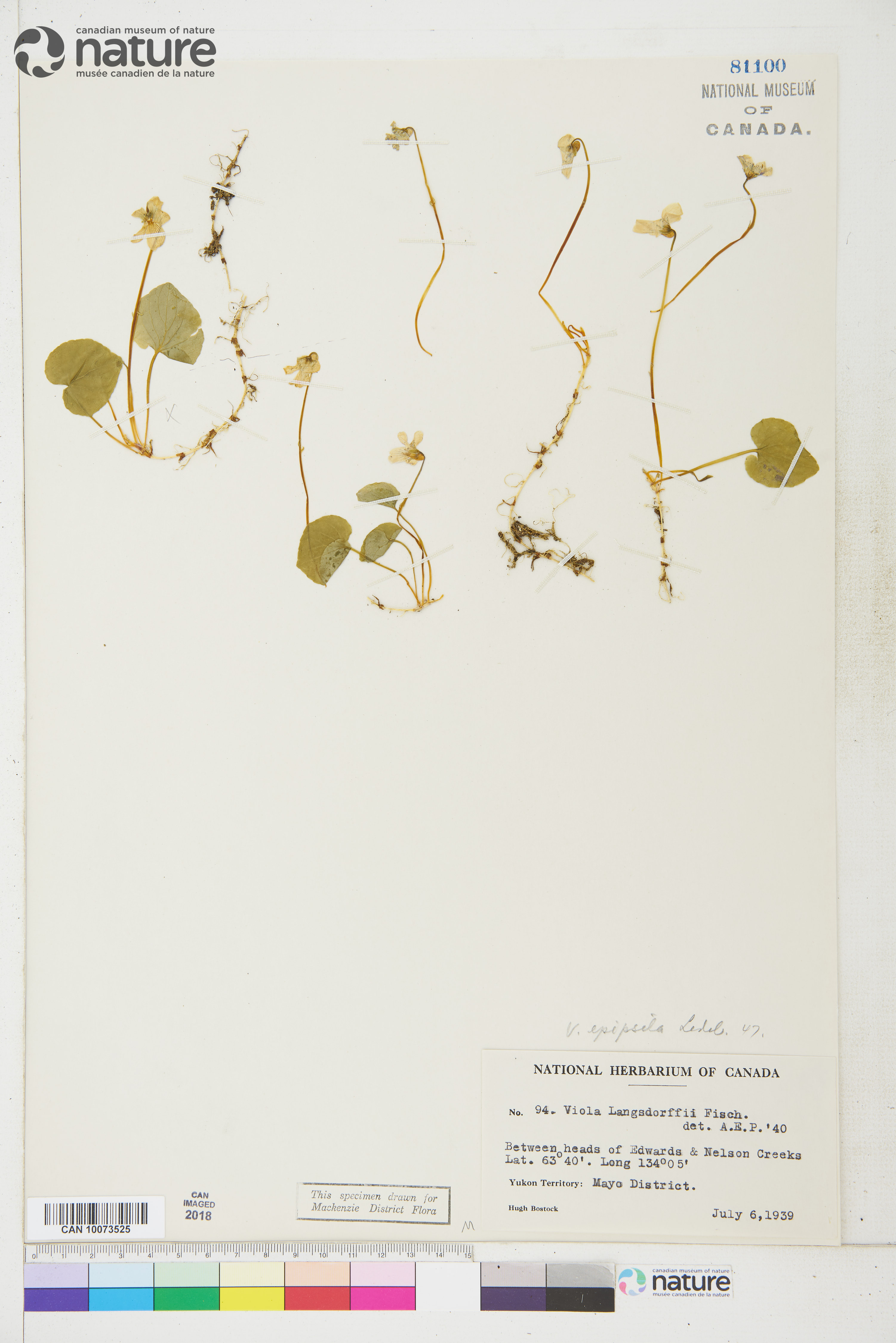 Viola epipsila image