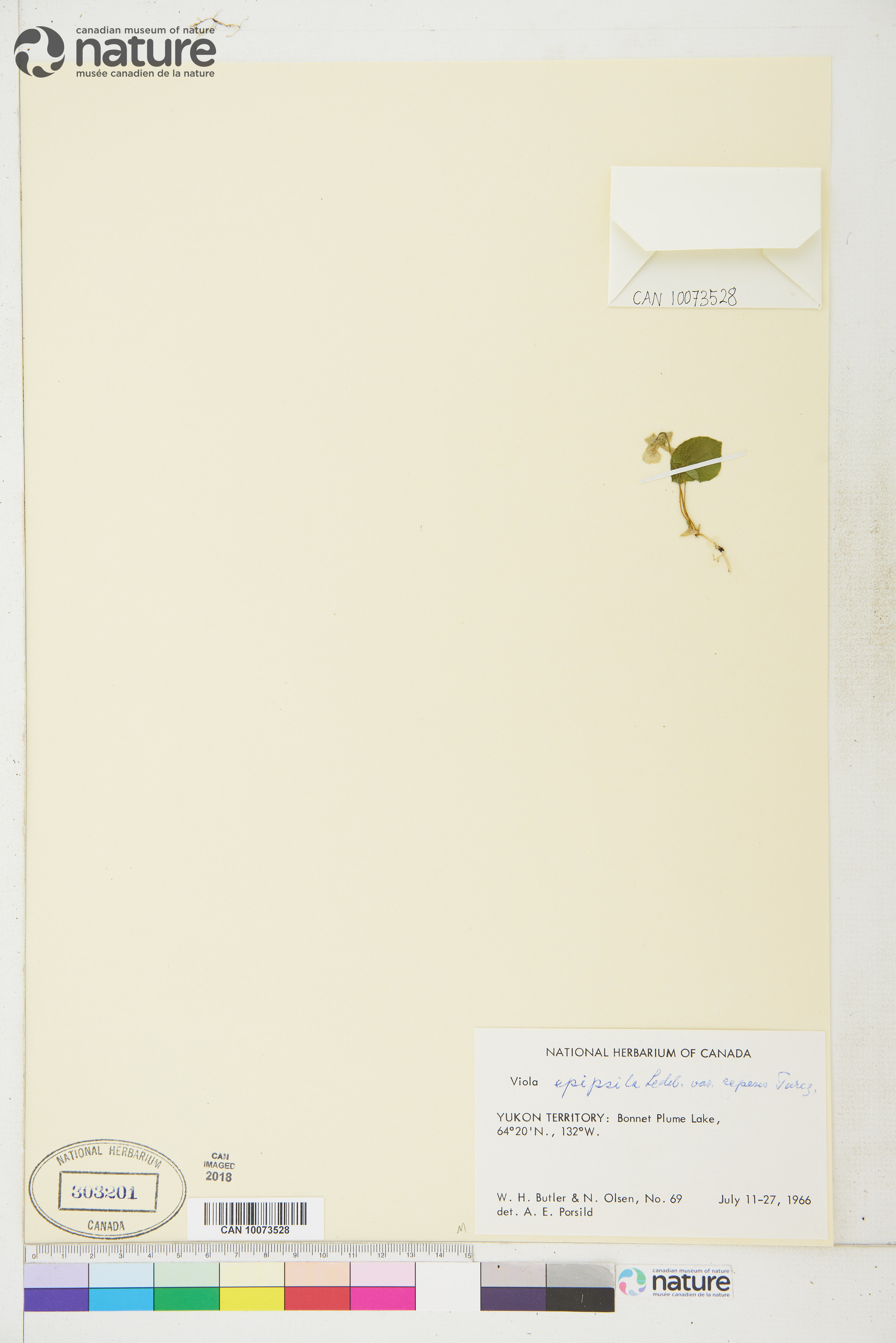 Viola epipsila var. repens image