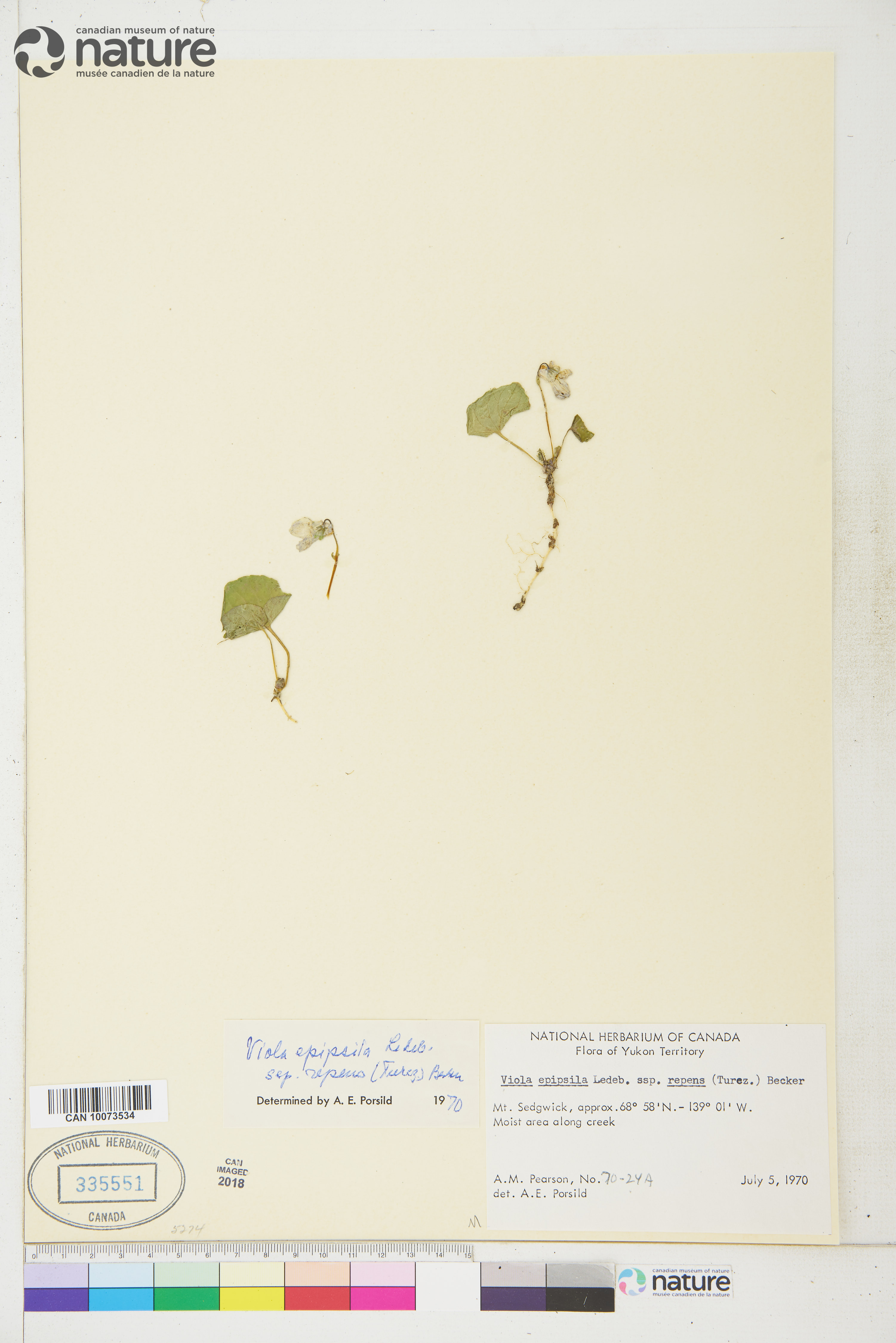 Viola epipsila var. repens image