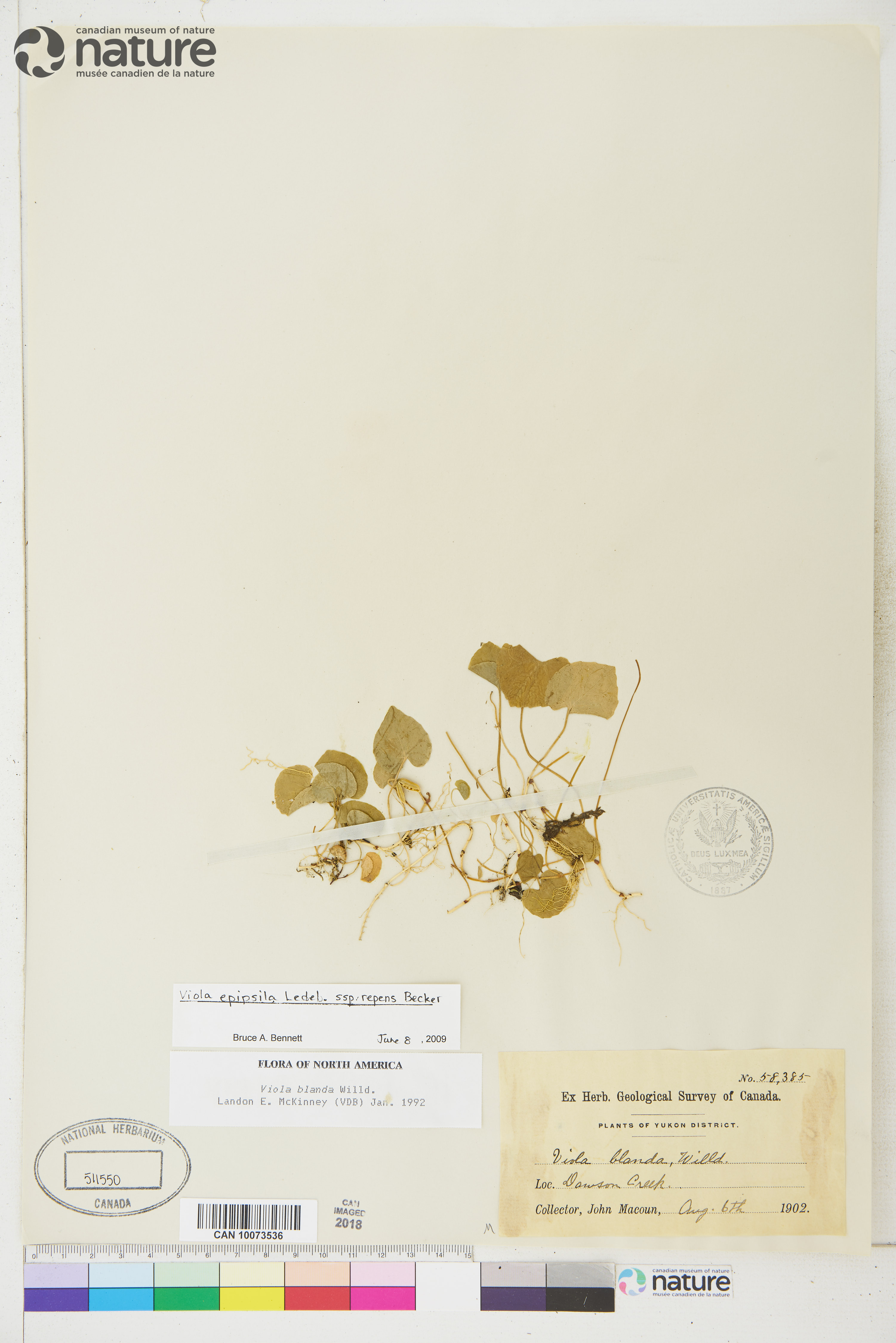 Viola epipsila var. repens image