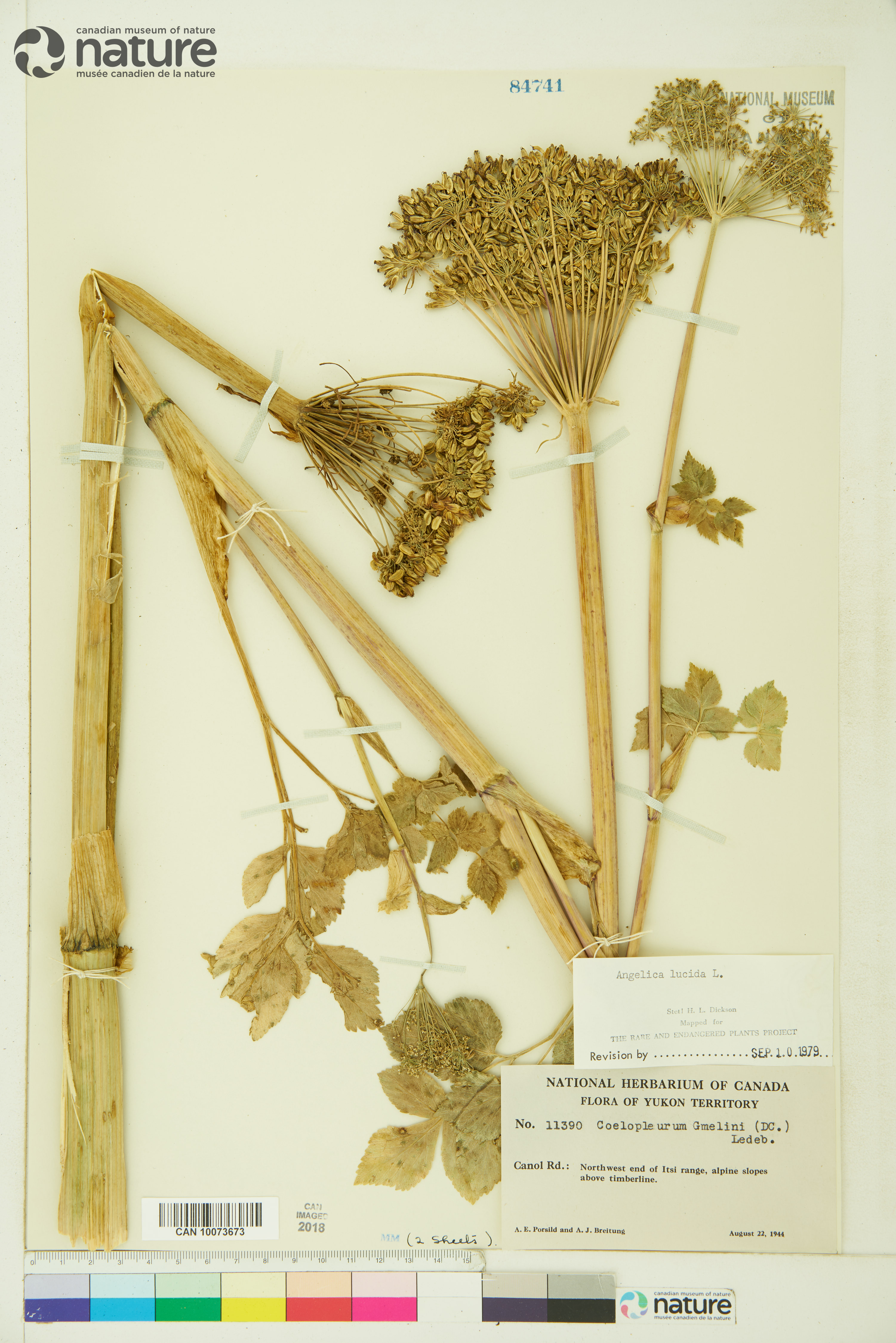 Angelica lucida image